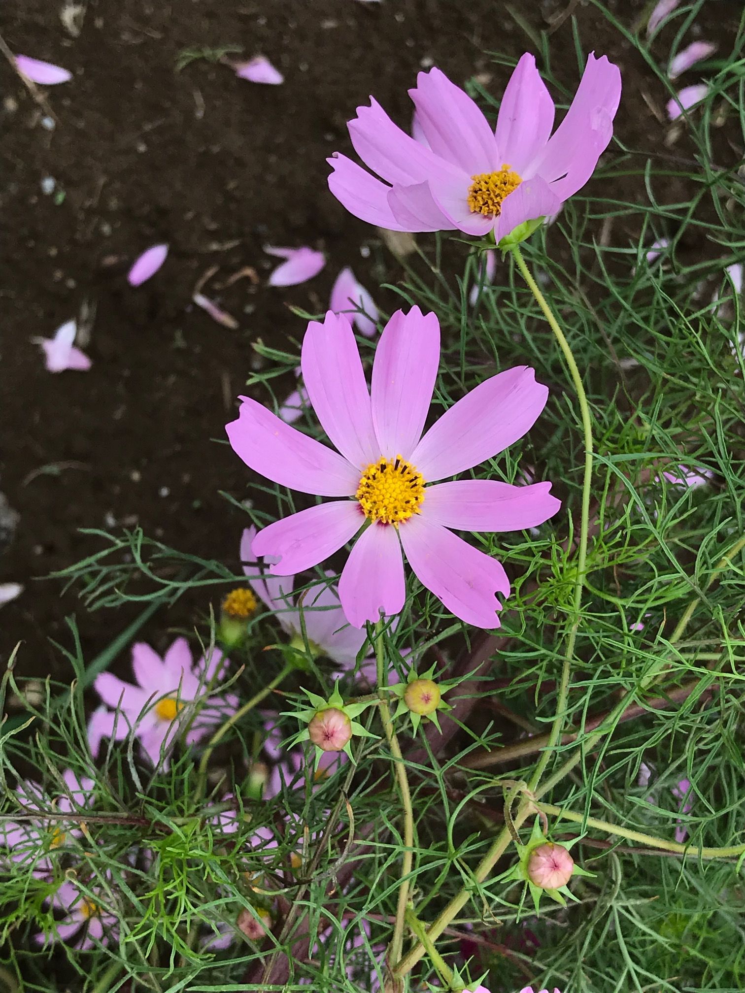 アップデートしています*