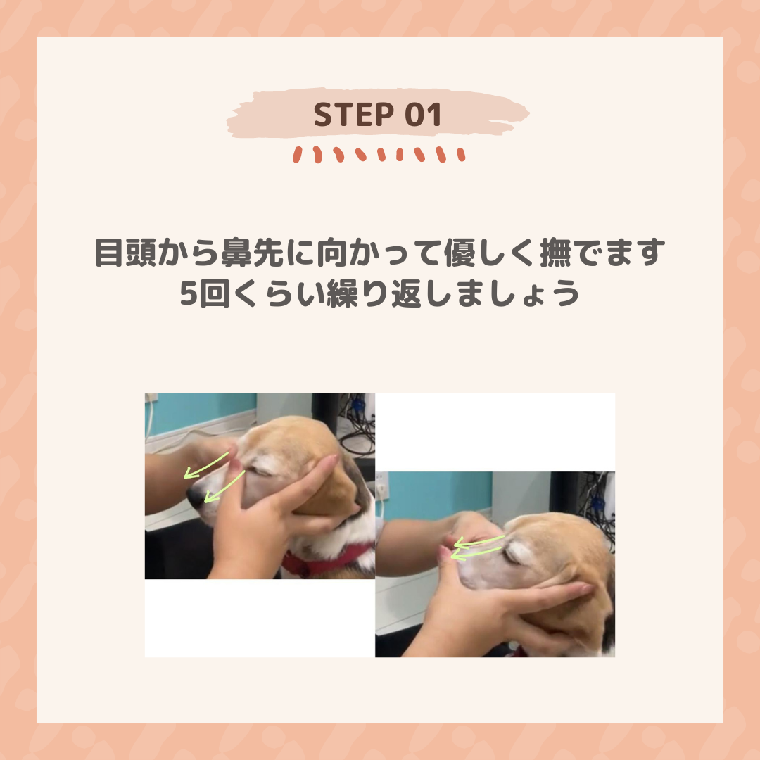 【保存版】 愛犬の鼻づまり・涙やけ対策 お家でできる鼻涙管マッサージ完全ガイド（STEP5）