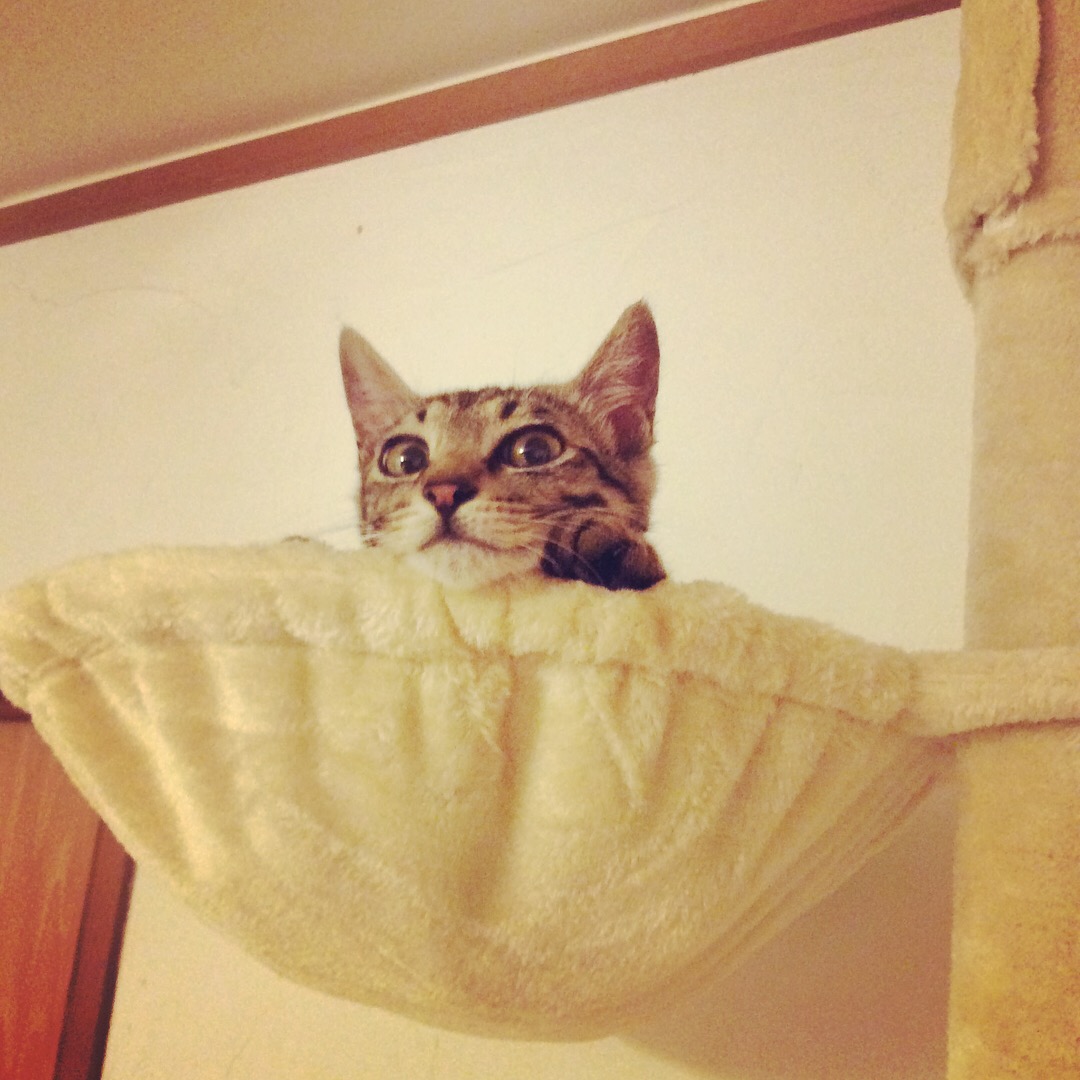 動物クッキーセット発売!🐶😾🐸🐻