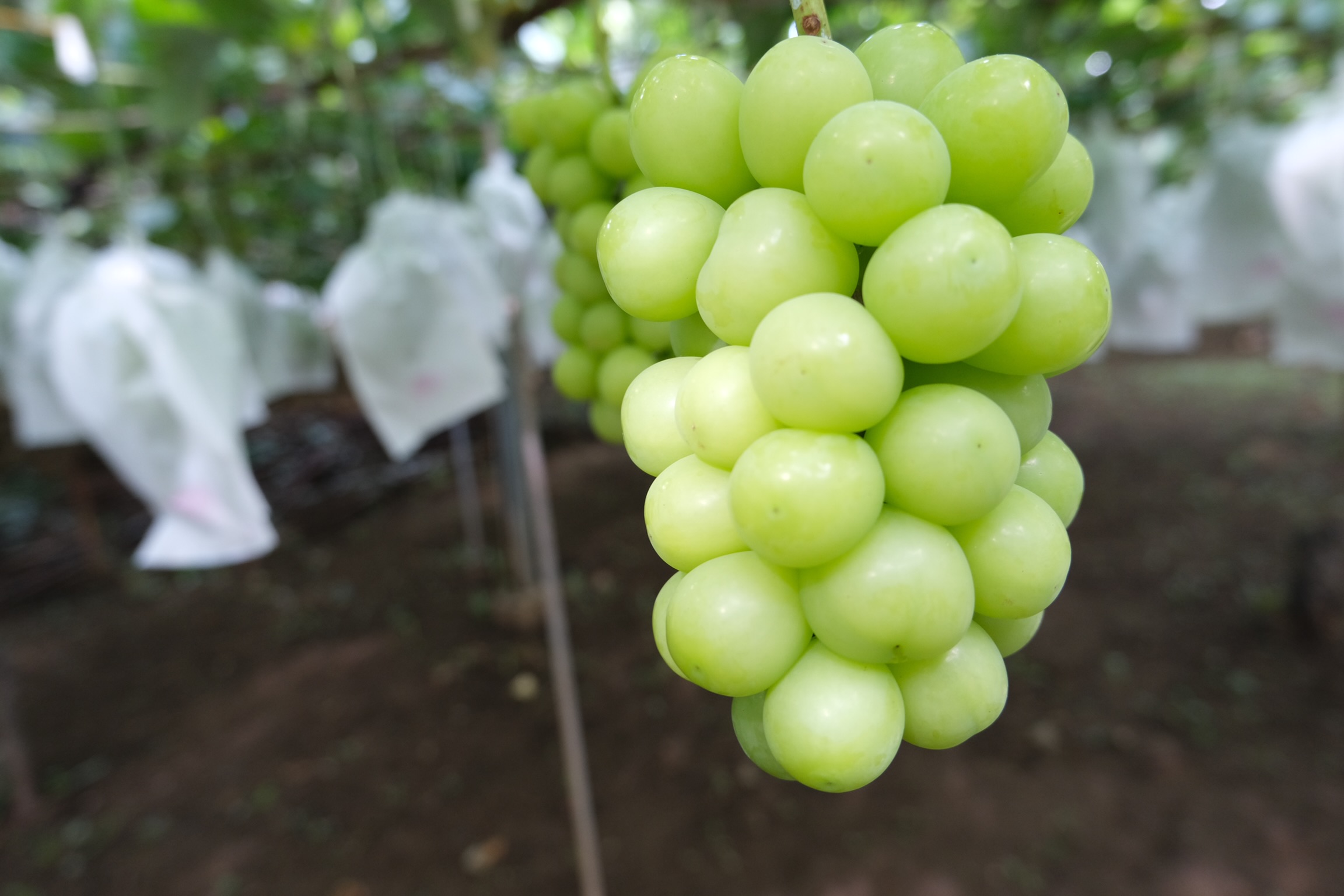 価格改定について