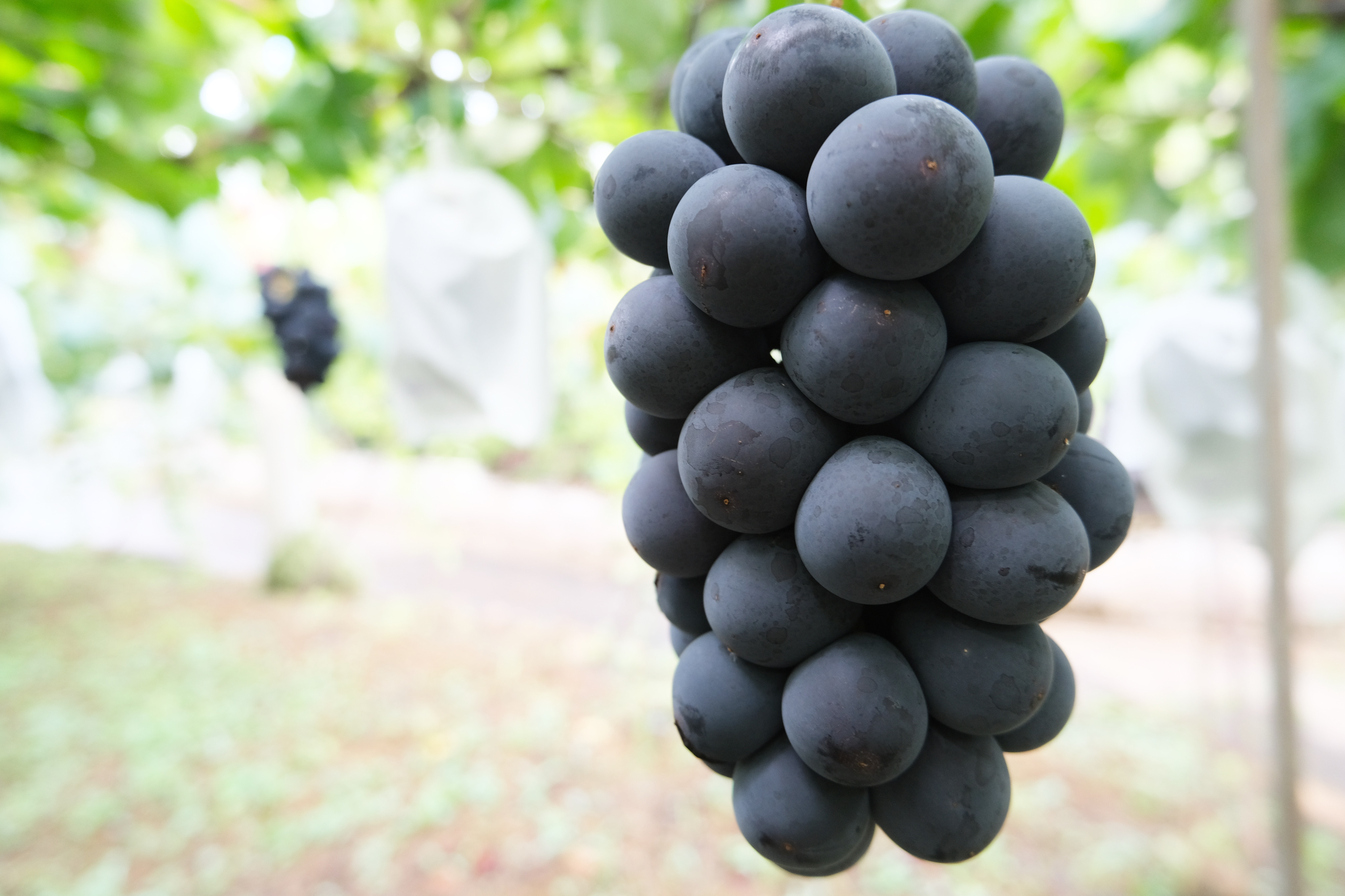 巨峰のみ出荷開始です🍇