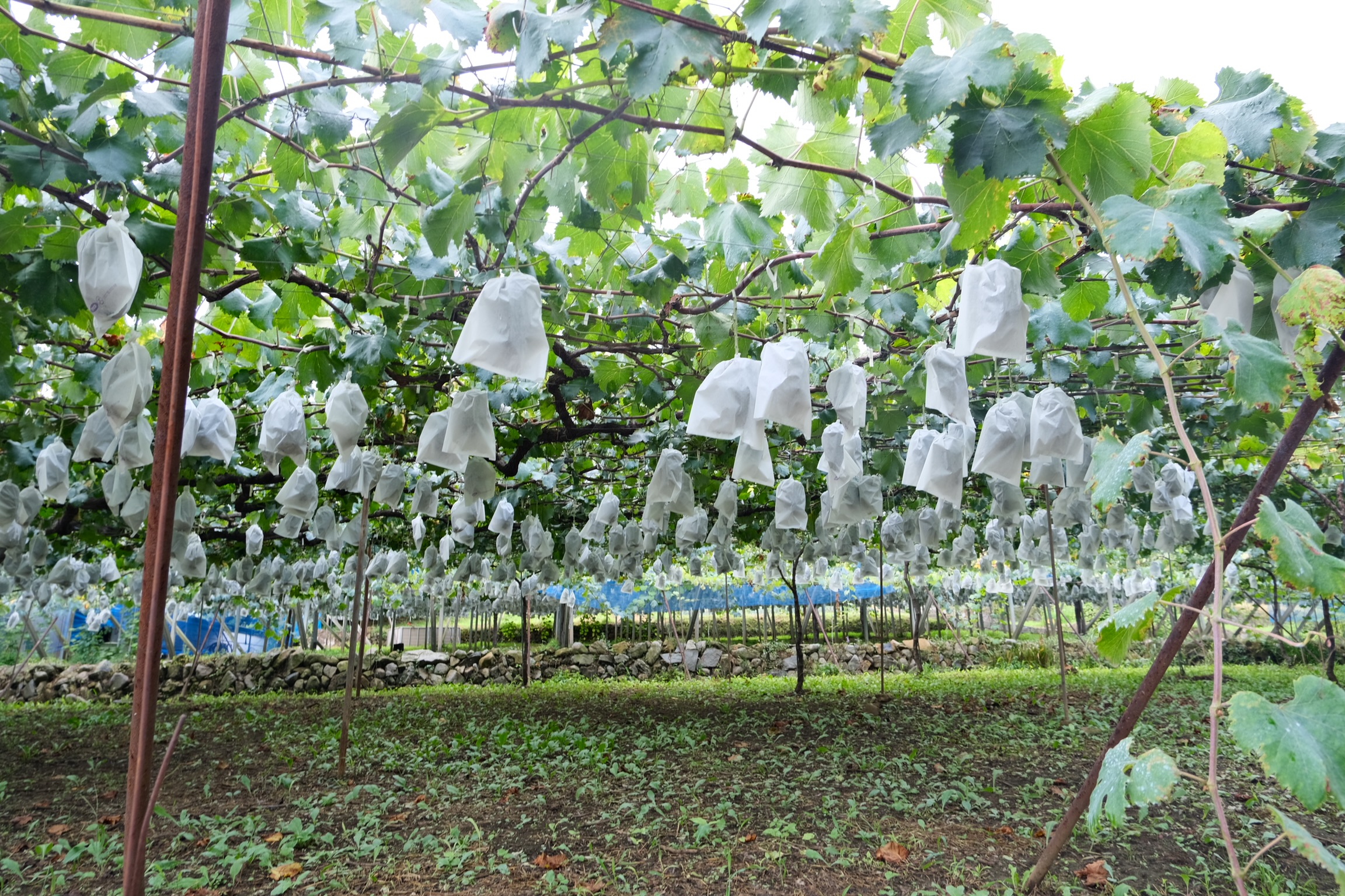 9/22より出荷開始