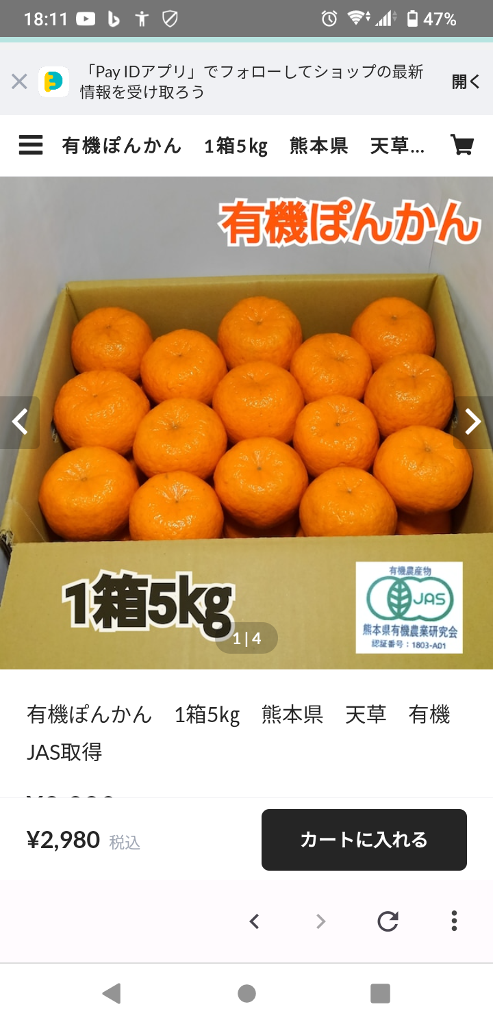 有機ぽんかん始まります！！