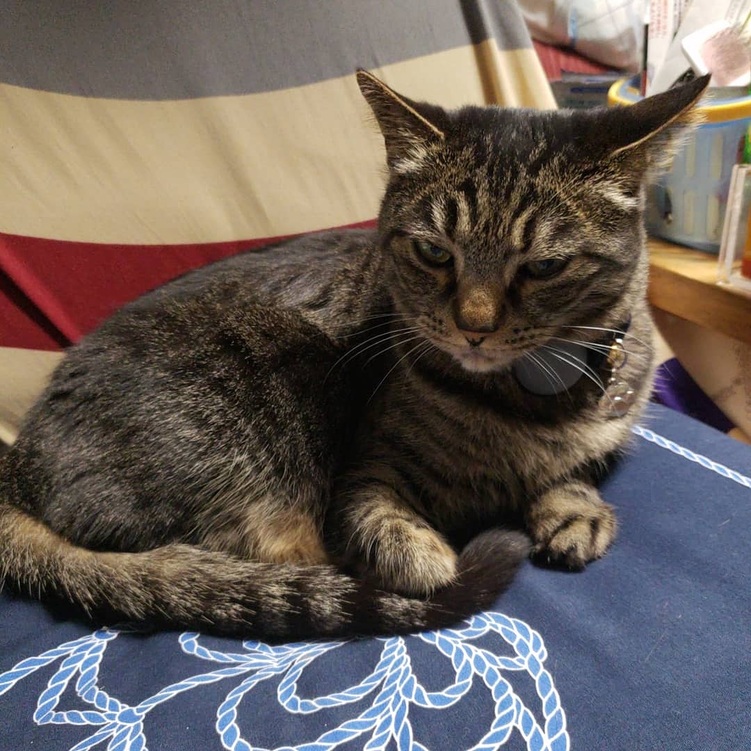 ねんねこや便り　看板猫ちび