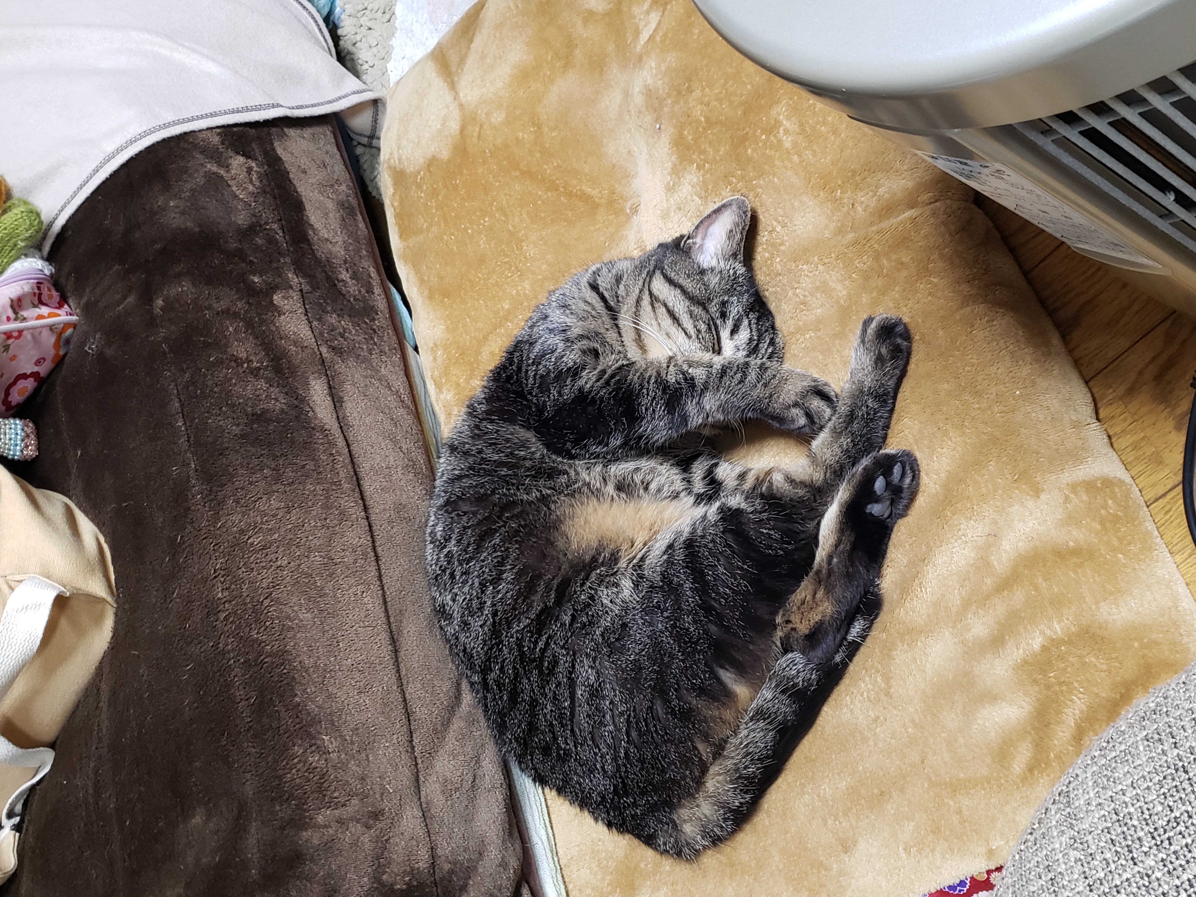 今日のちびにゃんこ