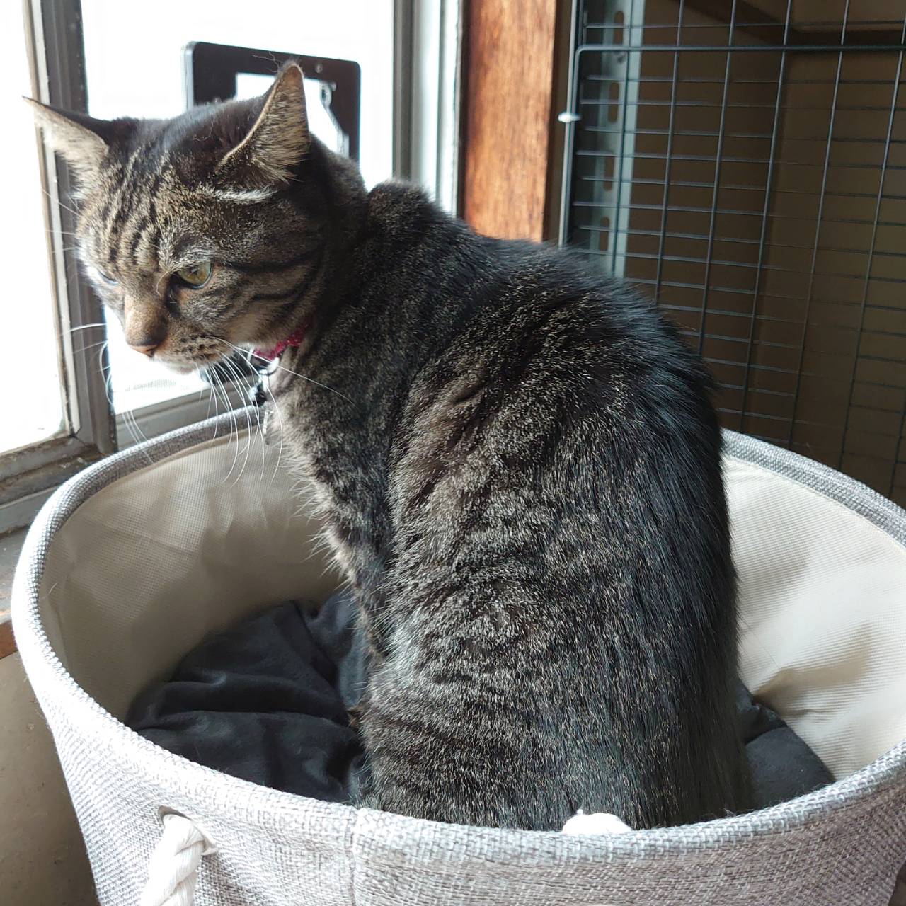 ねんねこやブログ再開