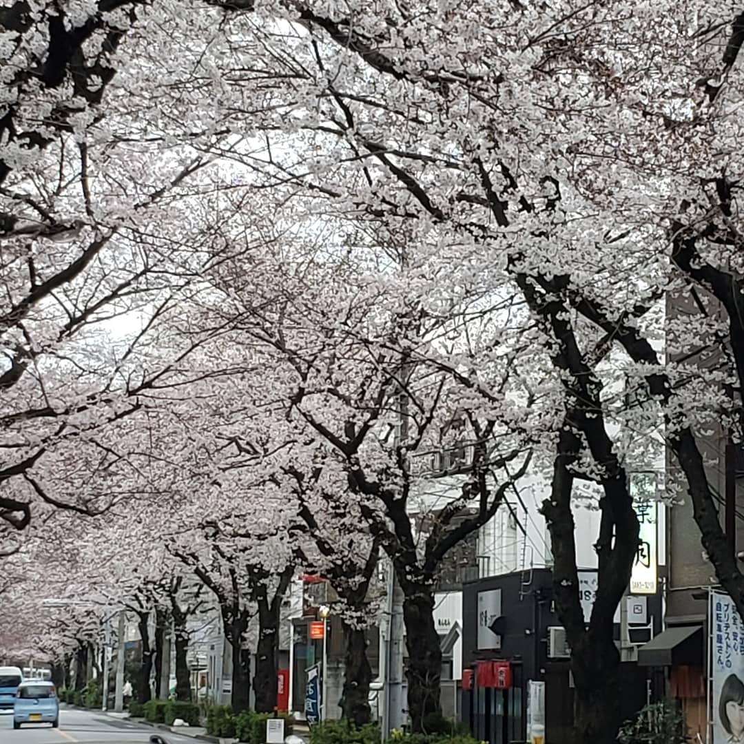 ねんねこ便り　桜並木