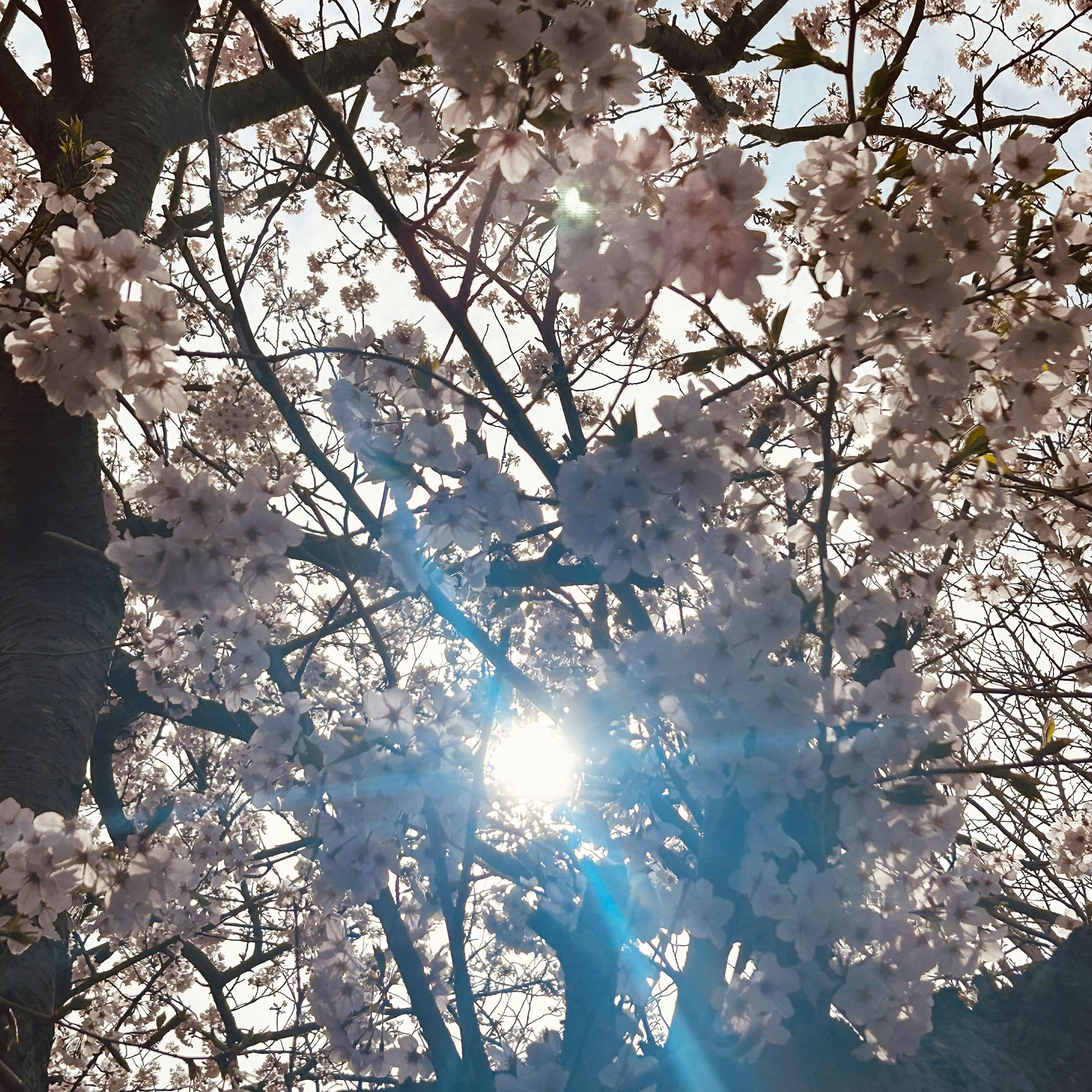 4月ですね。あっという間に桜の季節になってました💦