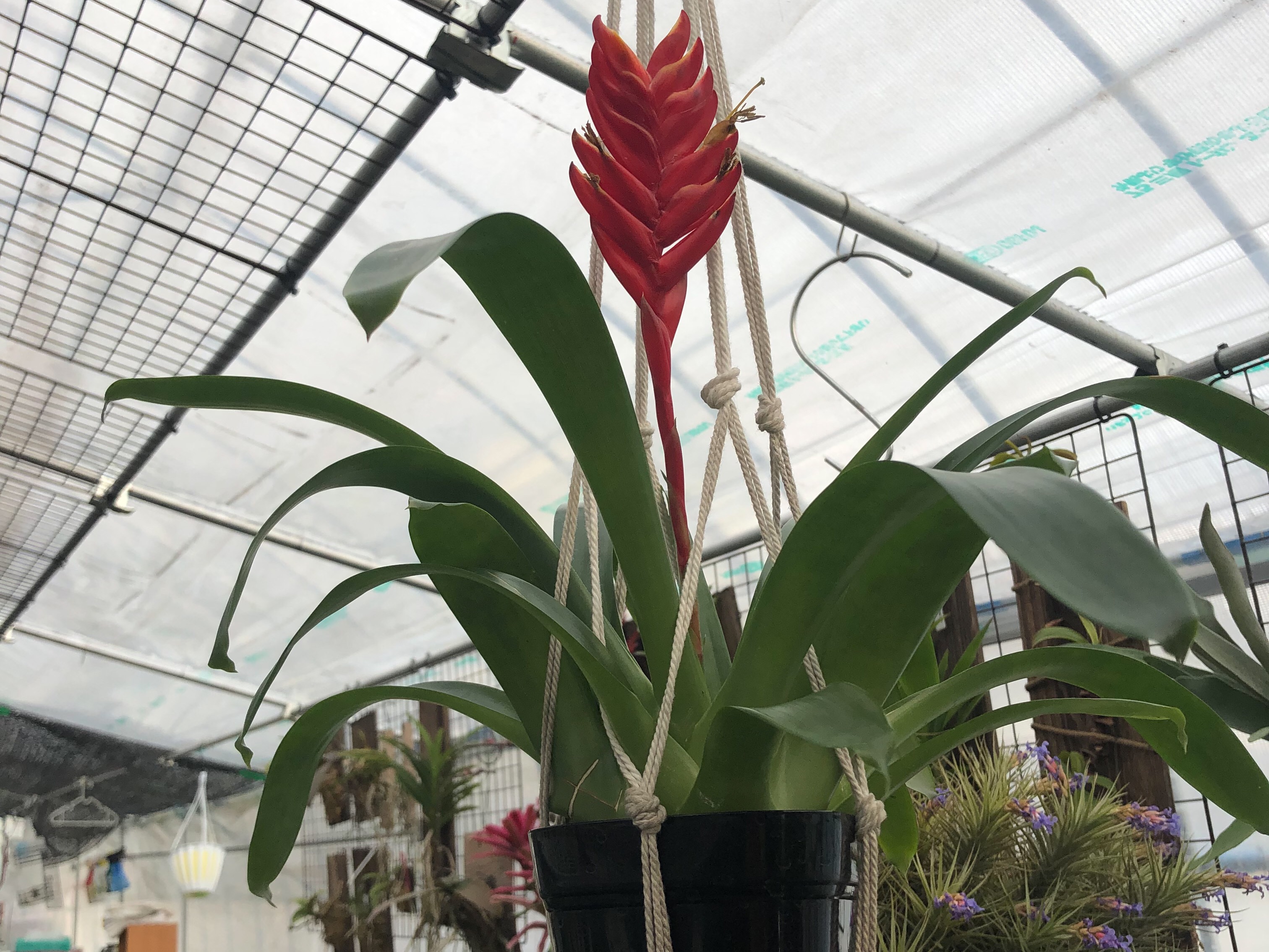 観葉植物 フリーセア カリナータ インコアナナス ４号鉢 プランチュ 観葉植物 エアープランツ 食虫植物 インテリア雑貨のお店