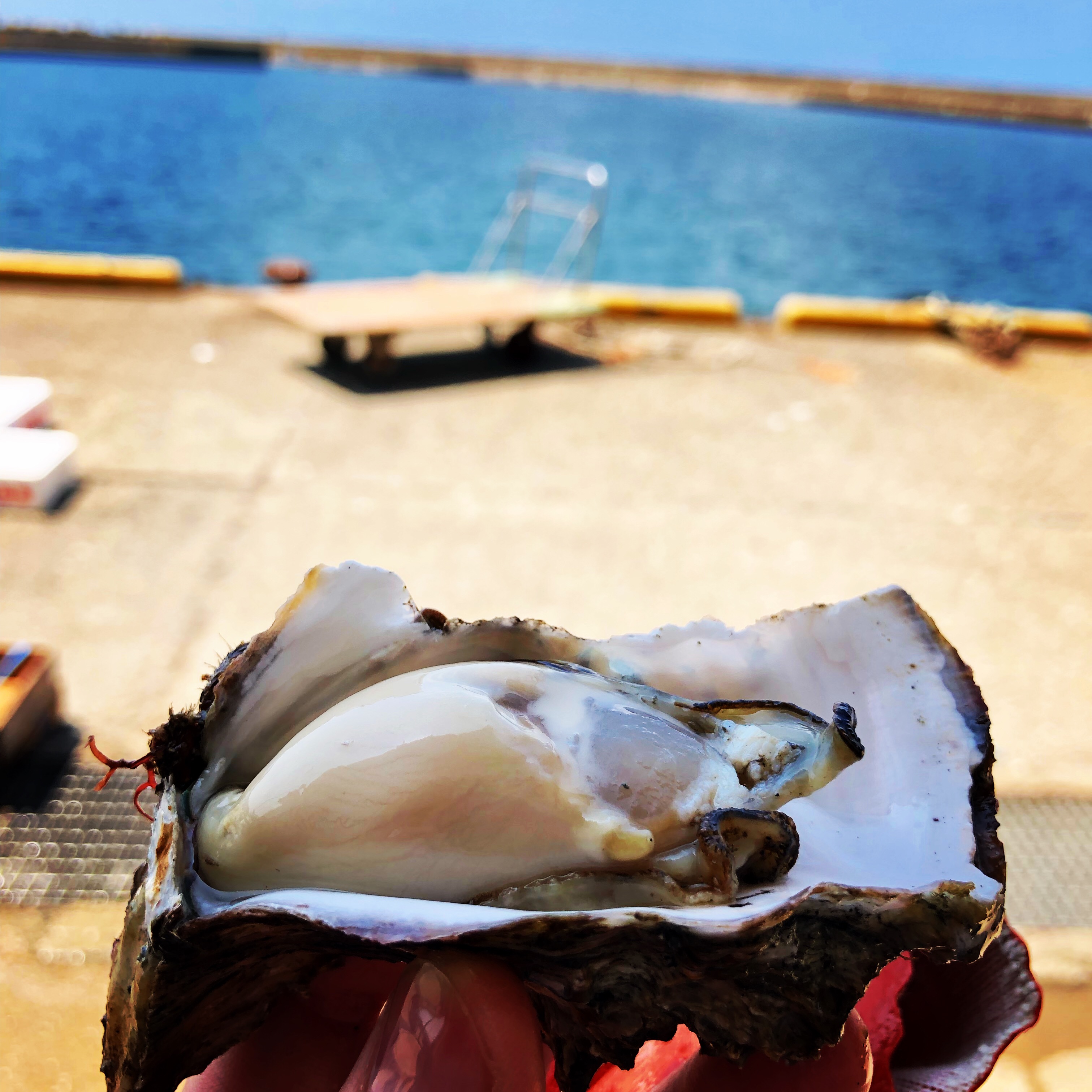 天然岩牡蠣！始まりました!!