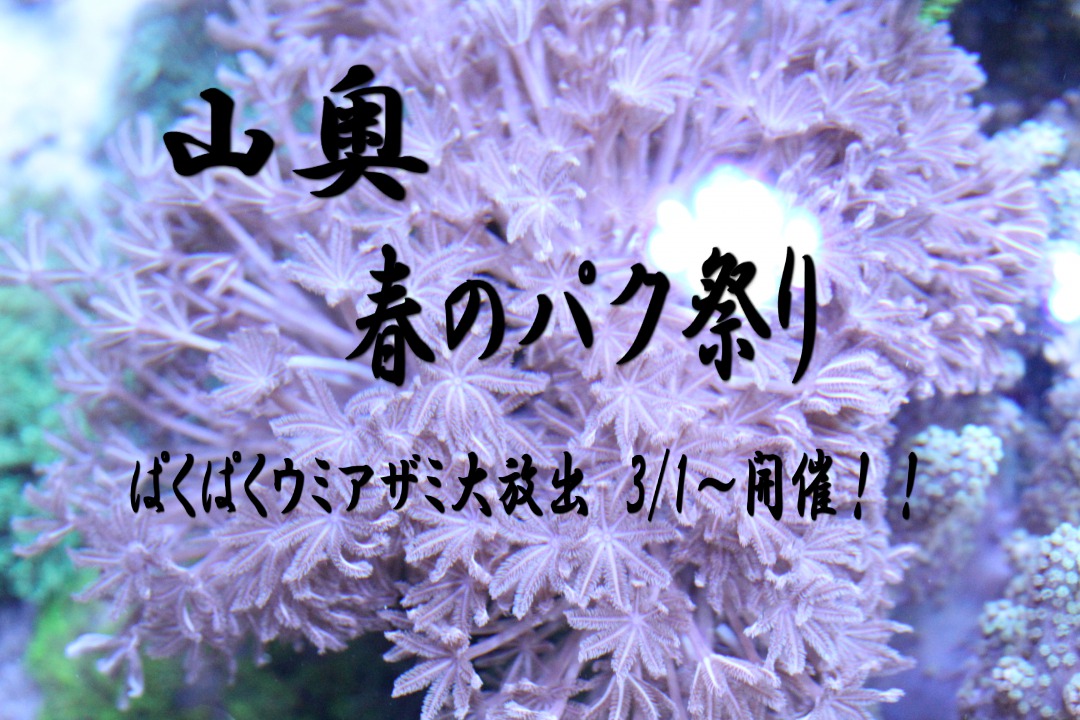 3/1に山奥春のパク祭り開催決定！！