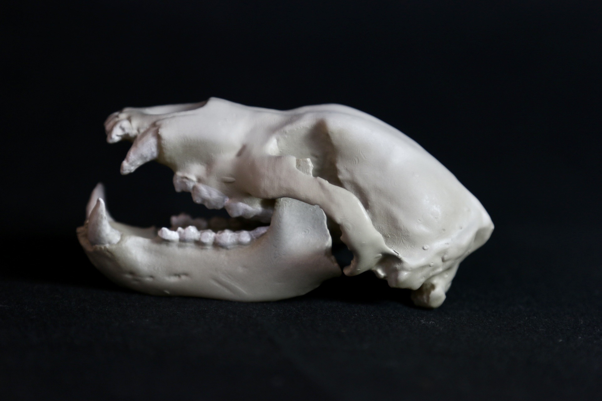 ホラアナグマ が加わりクマの頭骨が5種類になりました。