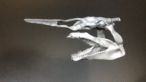 「ゴブリンシャーク」 ミツクリザメ の頭骨模型を作製しました！