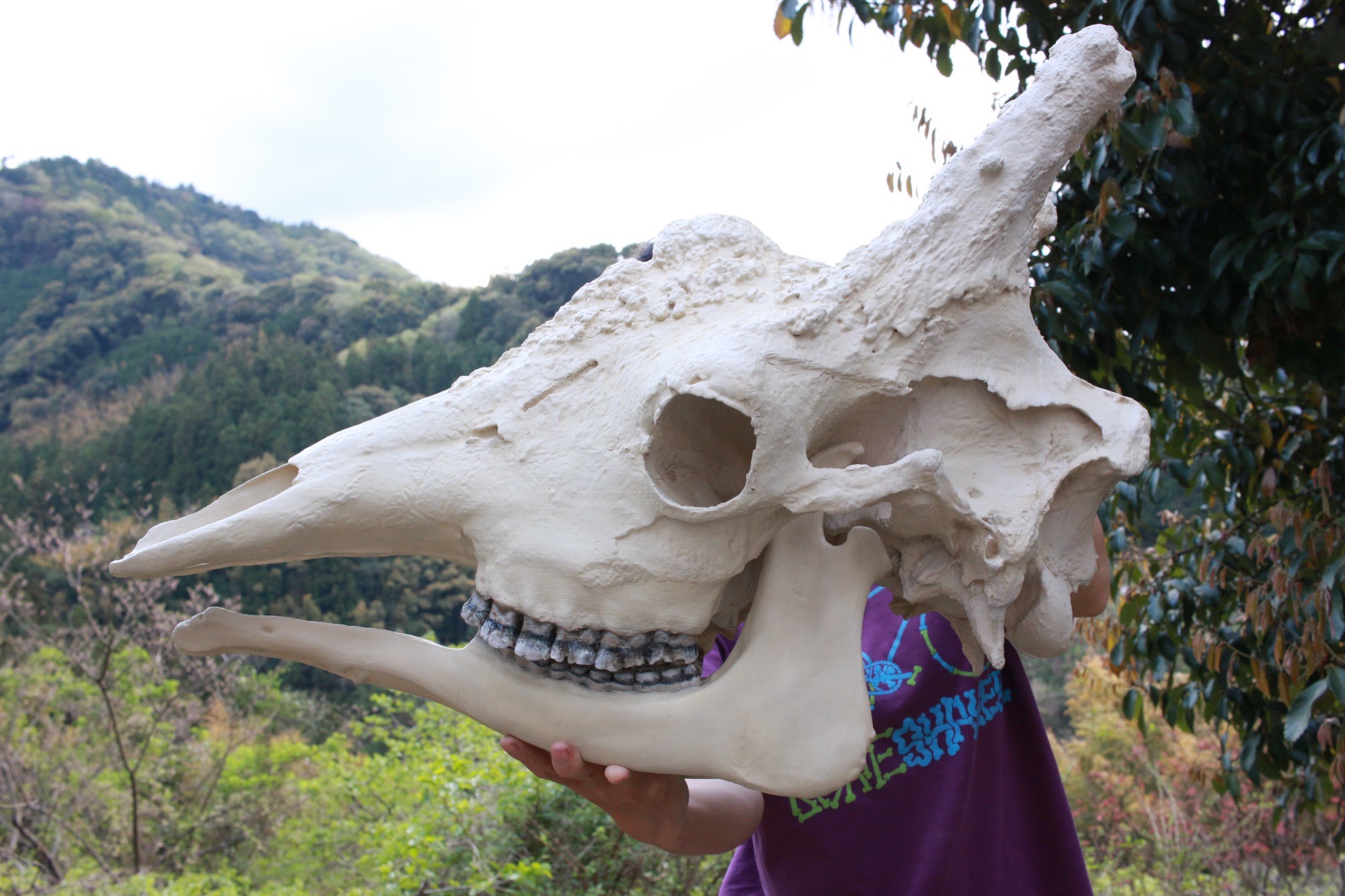 原寸大！キリンの頭骨レプリカを作製しました！！