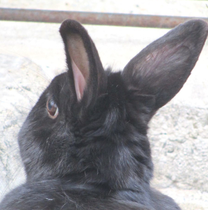 【ウワサの現場】板橋区立こども動物園高島平分園でうさぎさんとふれあってきた！？【本園は工事中です。】