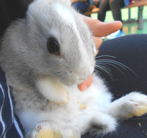 【会えたら奇跡！？】平塚市総合公園ふれあい動物園でうさぎさんとふれあってきた！【絶好の花見スポット】