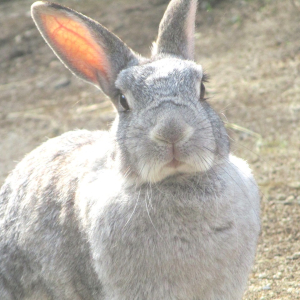 【うさぎさんのむら…？】埼玉県こども動物自然公園でうさぎさんとふれあってきた！！【動物園訪問記事】