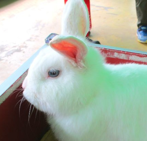 【こども第一主義！！】こどもの国でうさぎさんとふれあってきた！！【春の香りのする動物園】