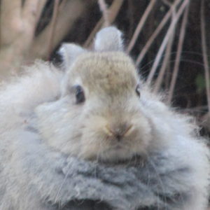 うさぎもかど最新情報 -うさもニュース- 6/1【YouTube】【動物園訪問記事】