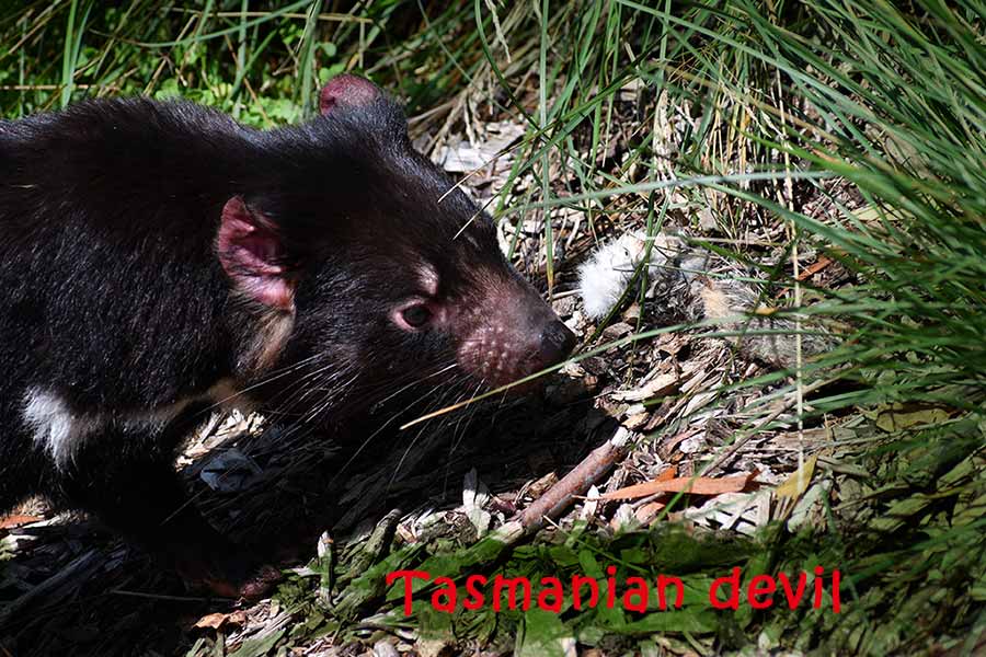 Tasmanian devil を見に行ったときのこと