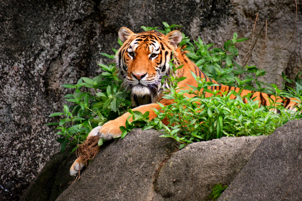 浜松市動物園はまZOO　＃０２　(=^・^=)　虎　トラ　とら