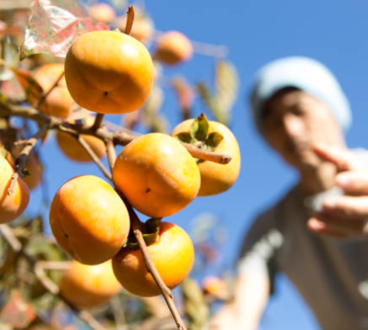 ひと口で広がる濃い甘さと香りは、まさに秋のごちそうです。