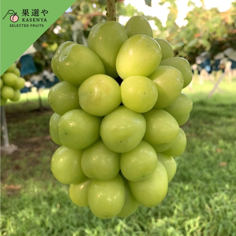 自信のあるものしか送らない、という決意