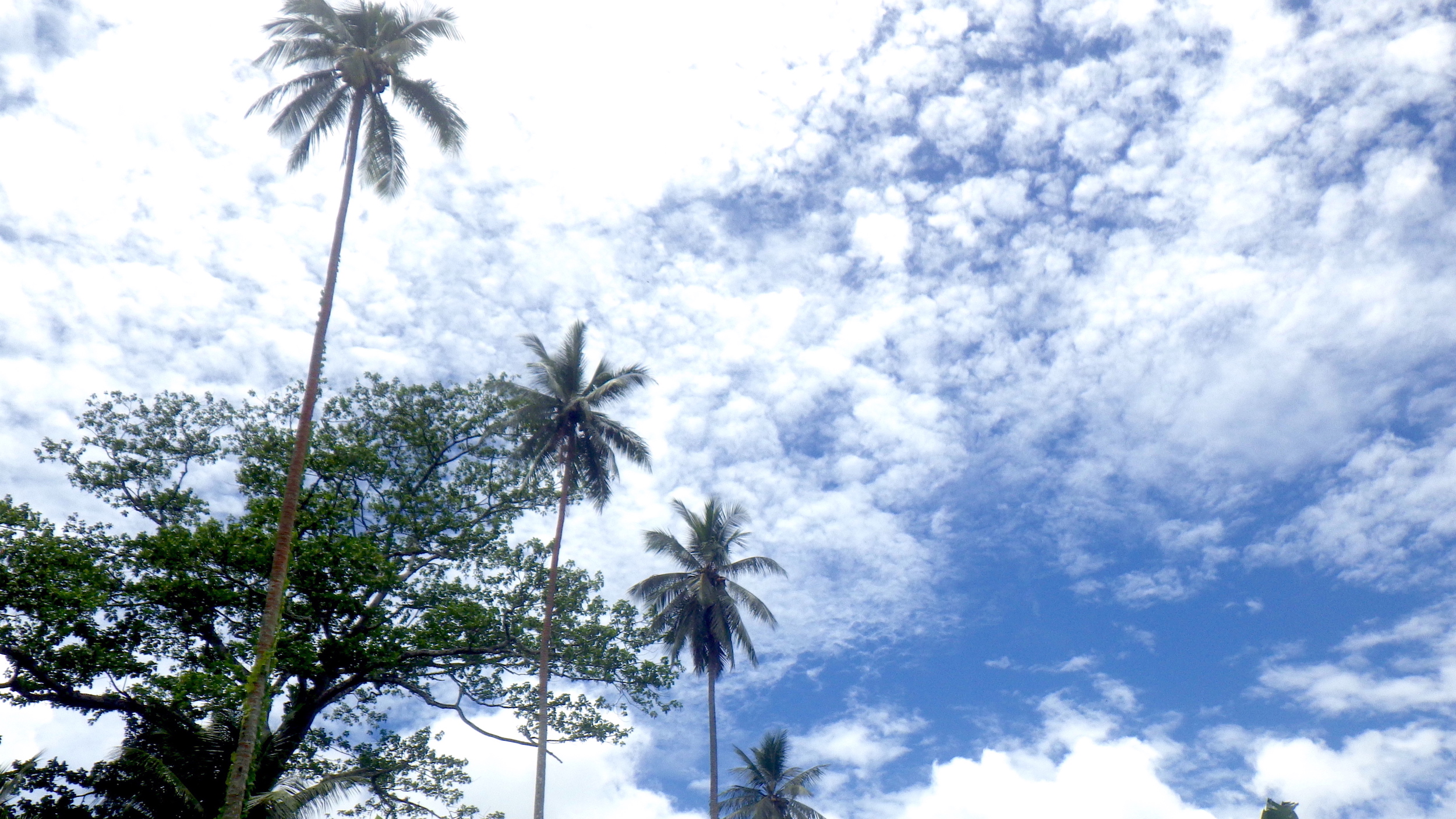 CocoTrunk ココナツのスプーンやお箸の販売を開始します。