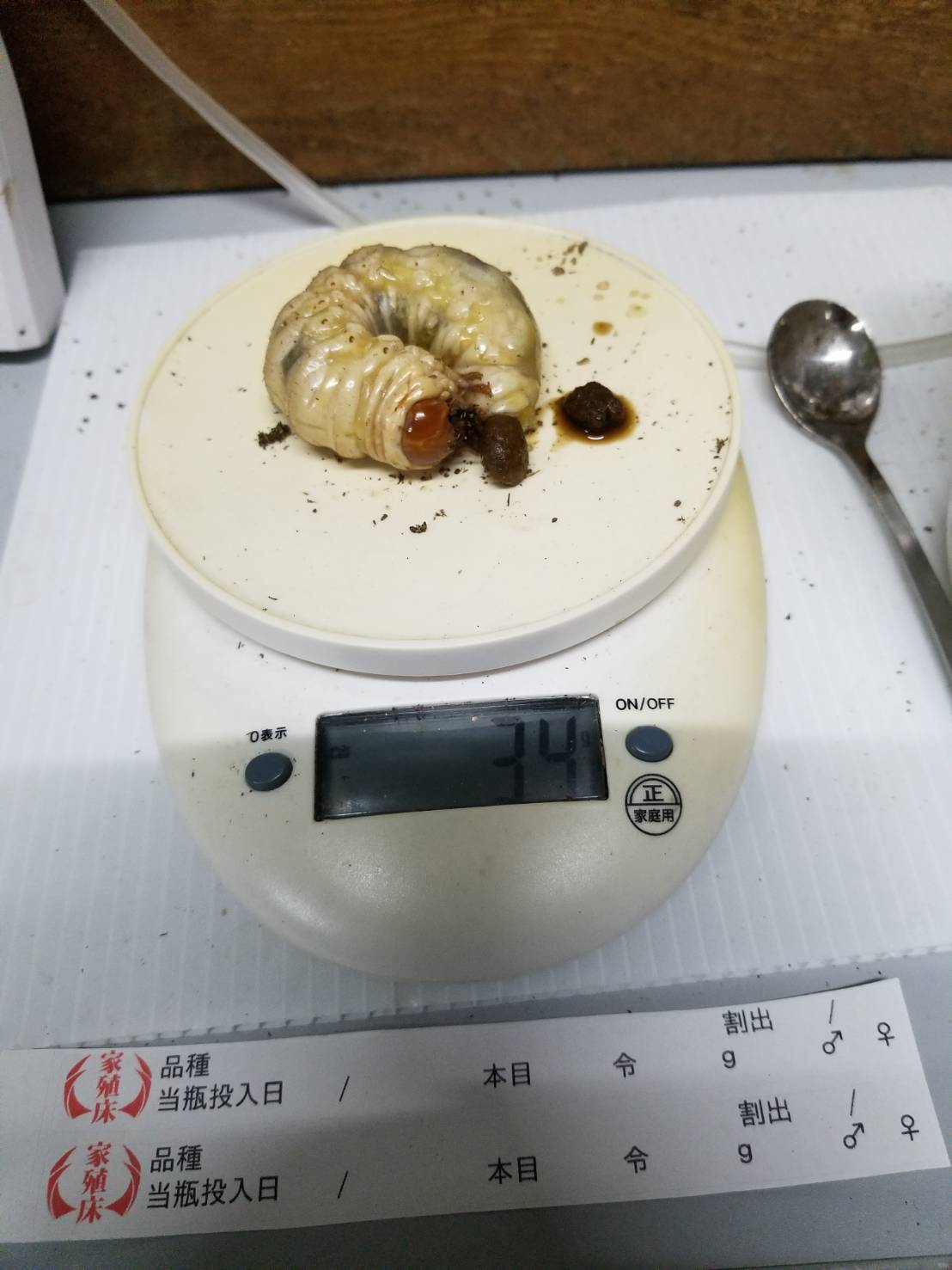 菌糸ビンの幼虫入れ替え：唐津便り