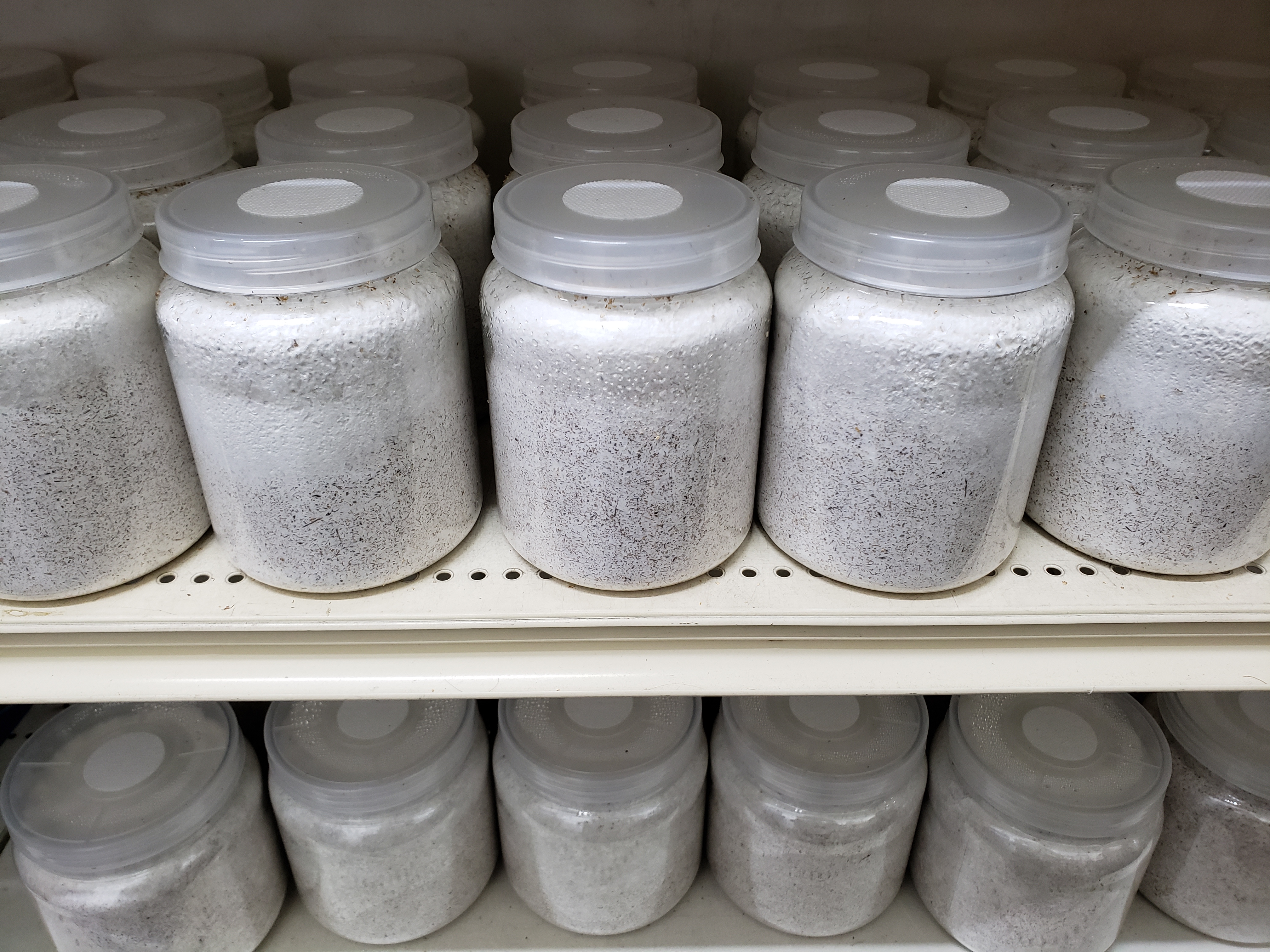 菌糸ビンと温度管理