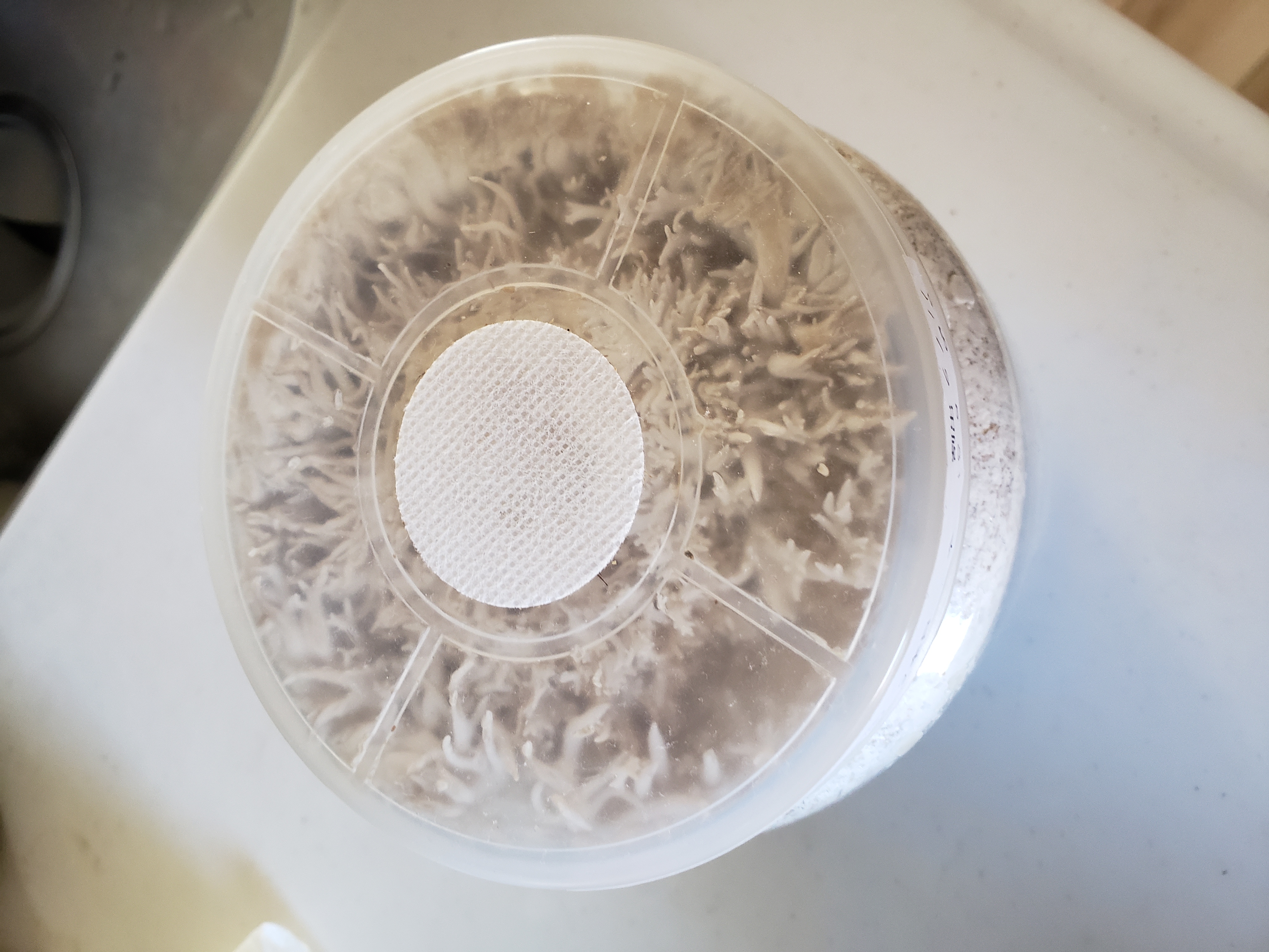 菌糸ビンとキノコ