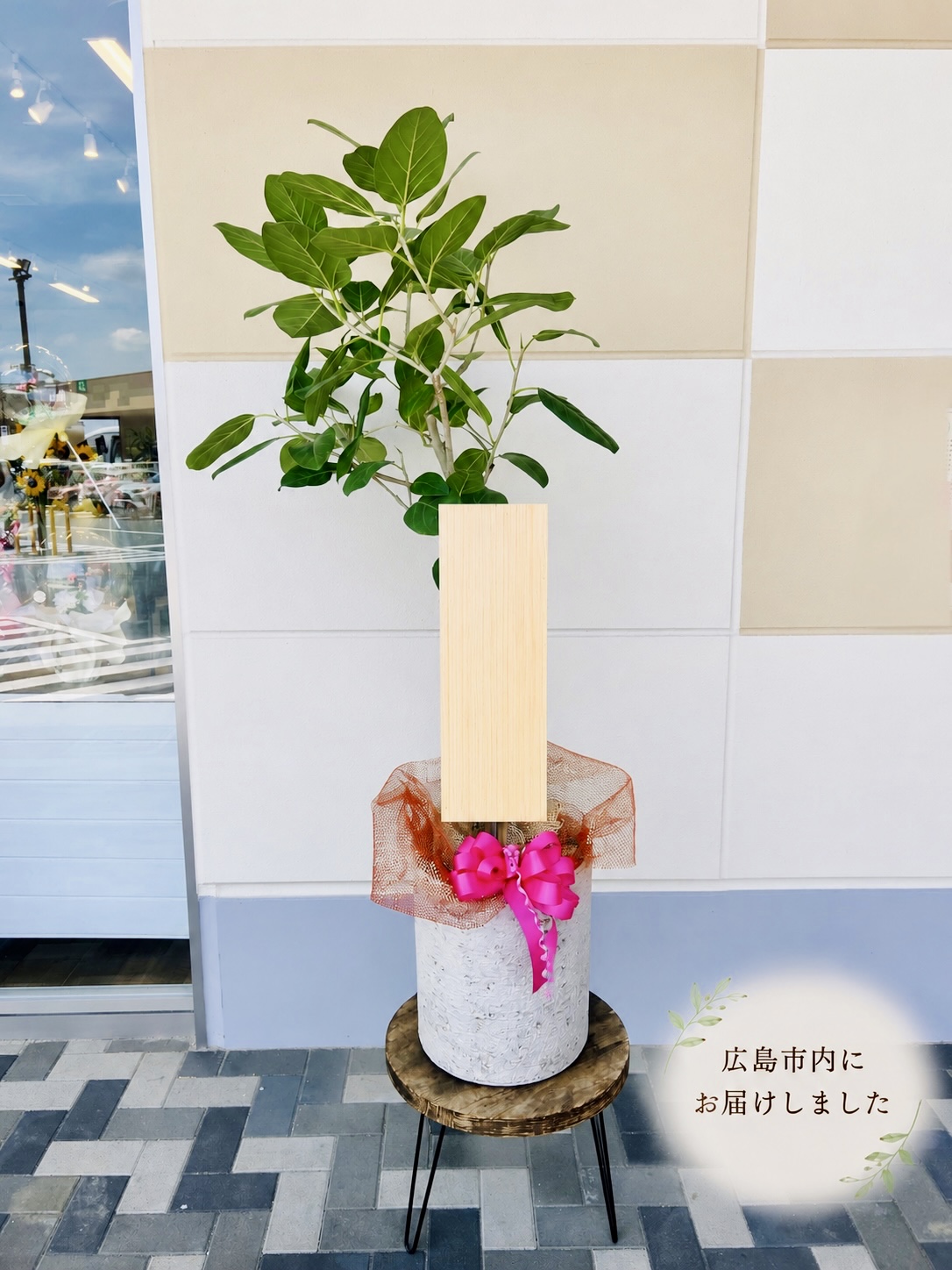 広島市内へベンガレンシスをお届けしました