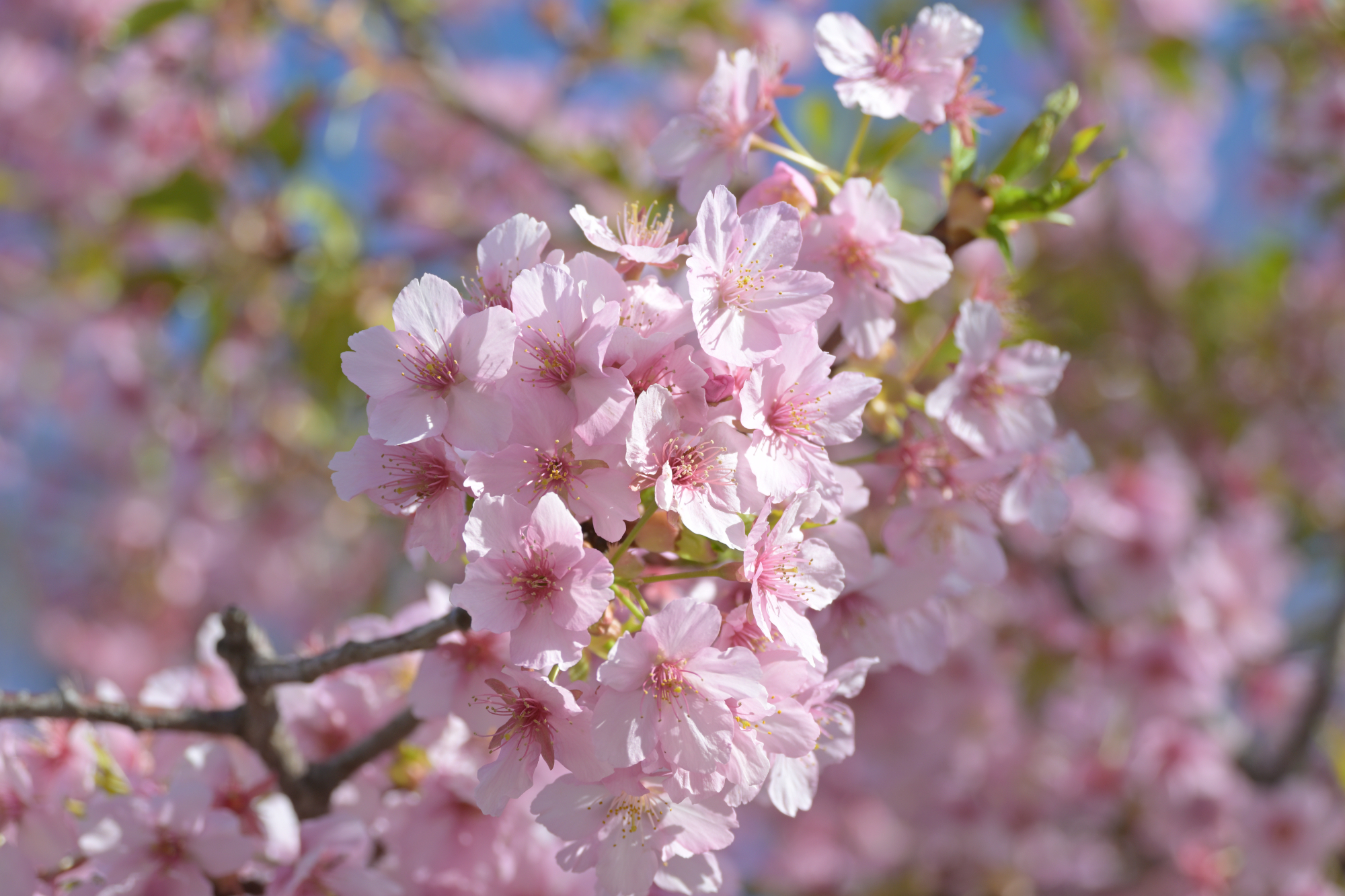 【 春の出店予定 】
