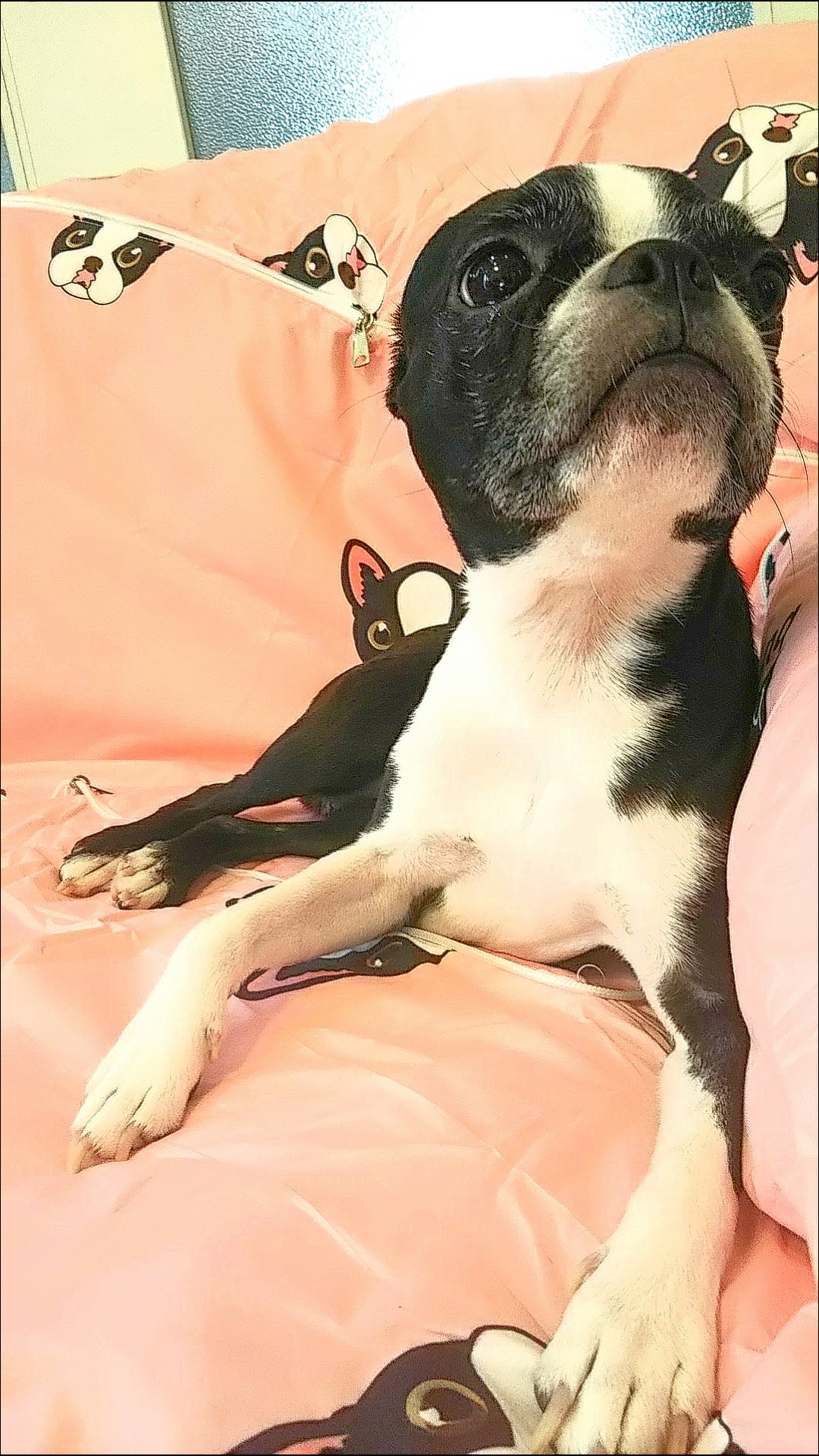.*･ﾟ･犬柄 クッションブランケット.･ﾟ･*