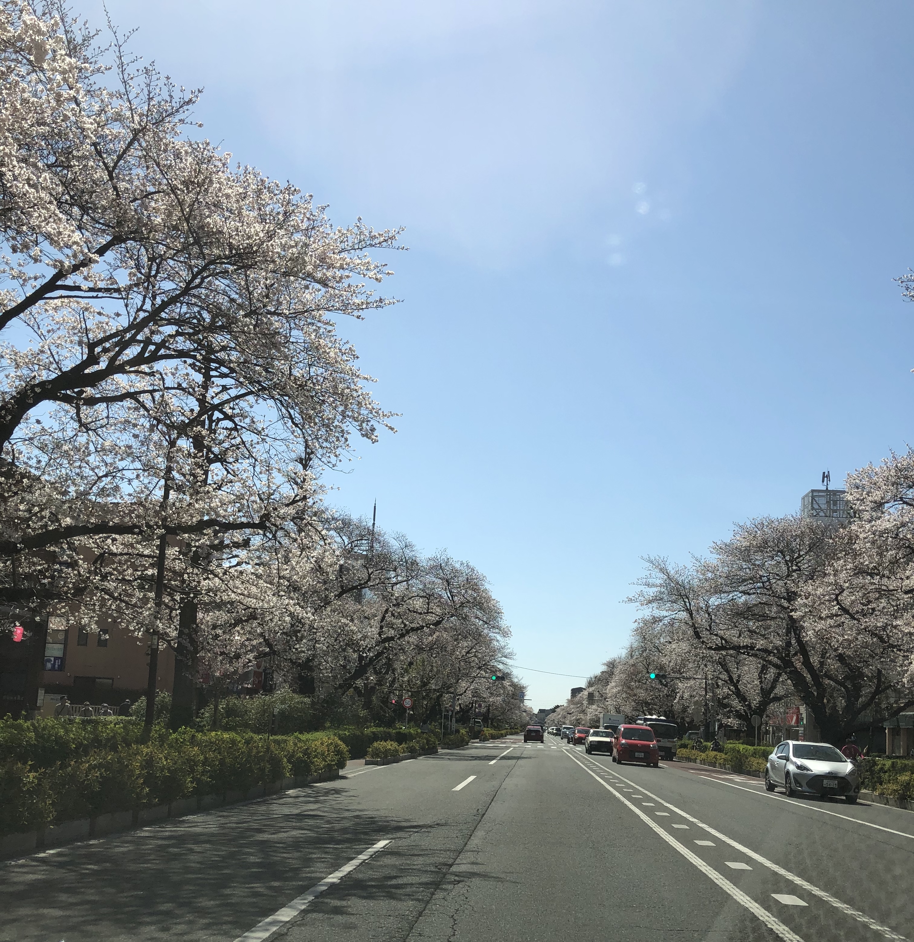 外出自粛、写真で花見いかがですか♫