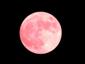 スーパーピンクムーンです♫