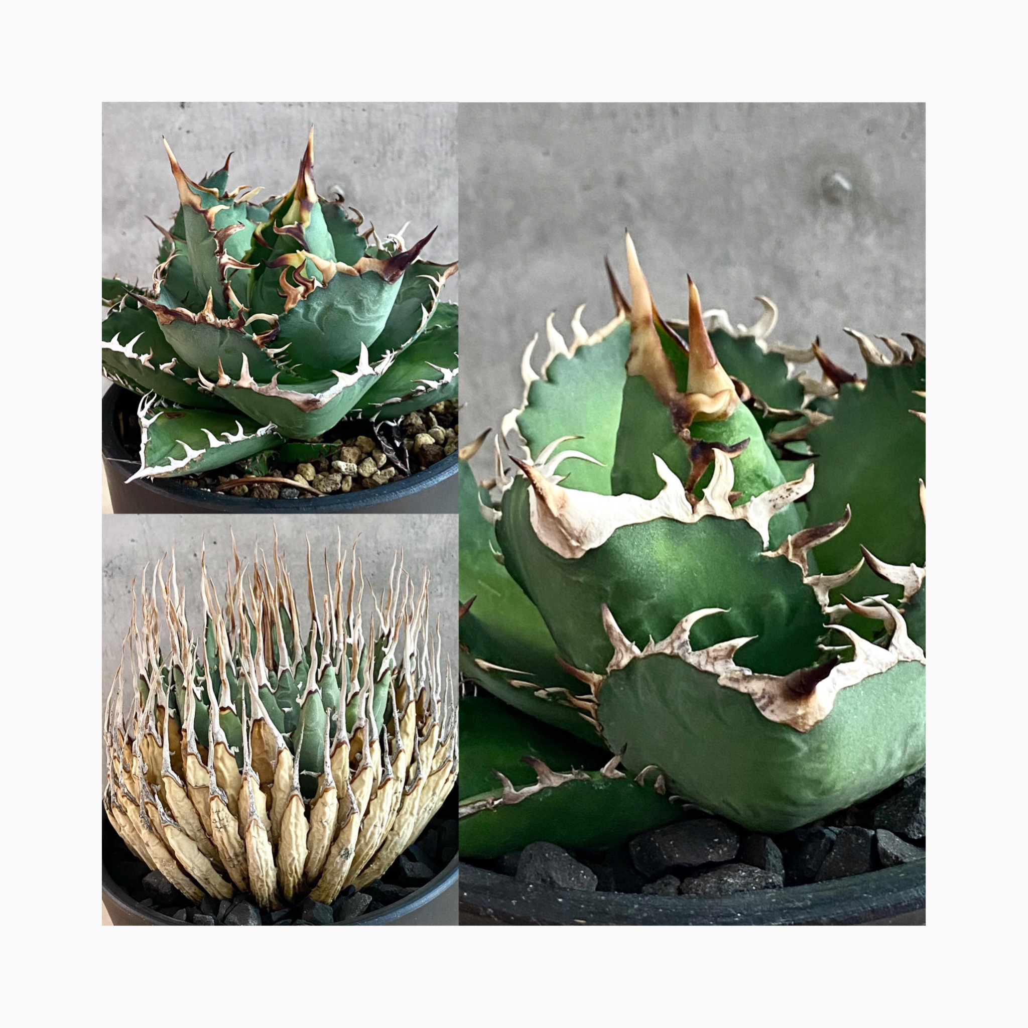 Photo Update & New Arrivals🌿