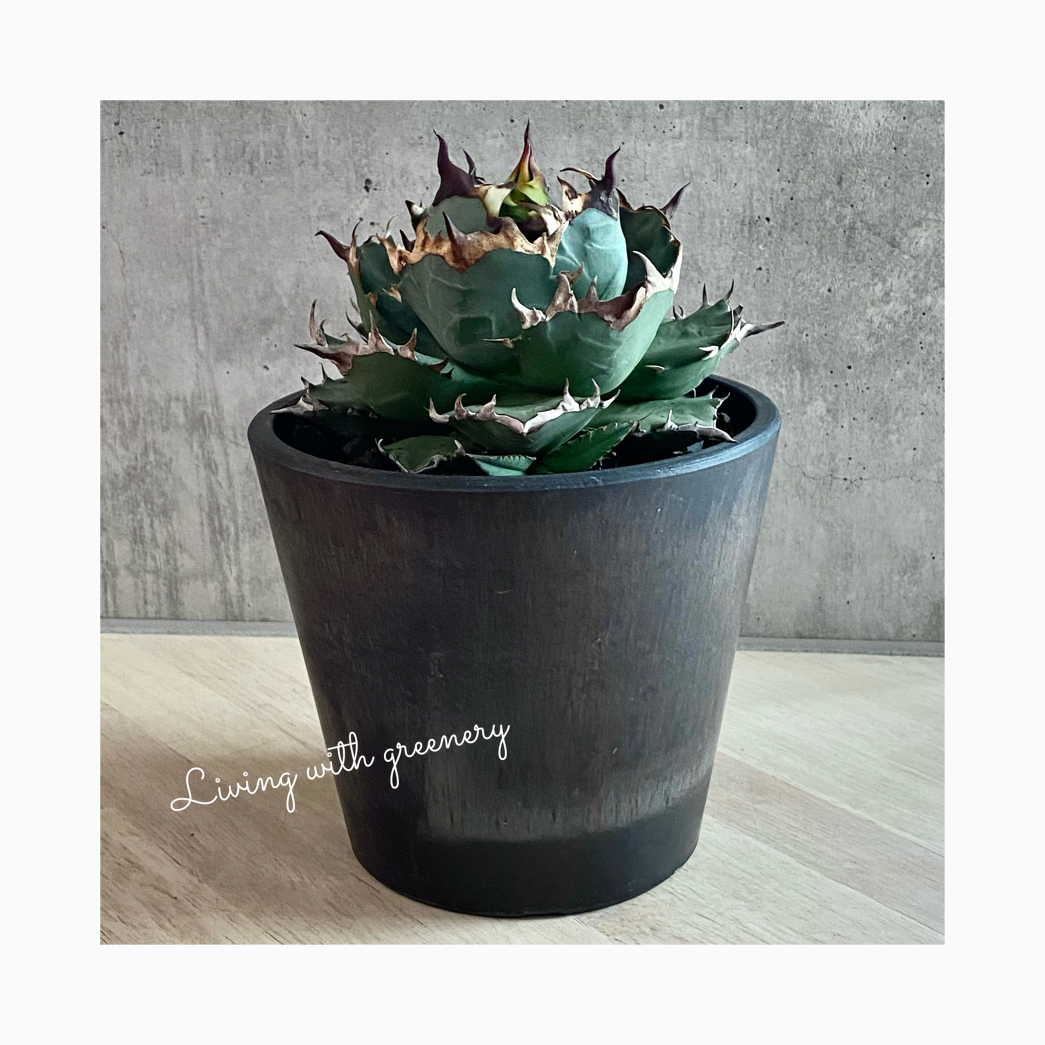 🌿plant photo update🌿