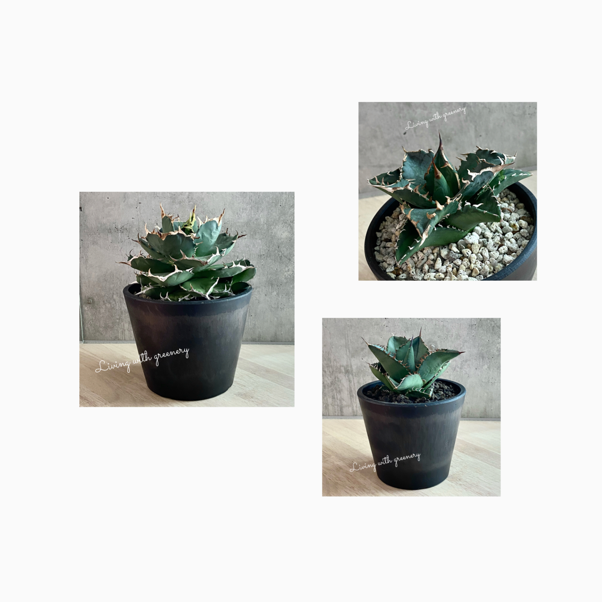 🌿plant photo update🌿