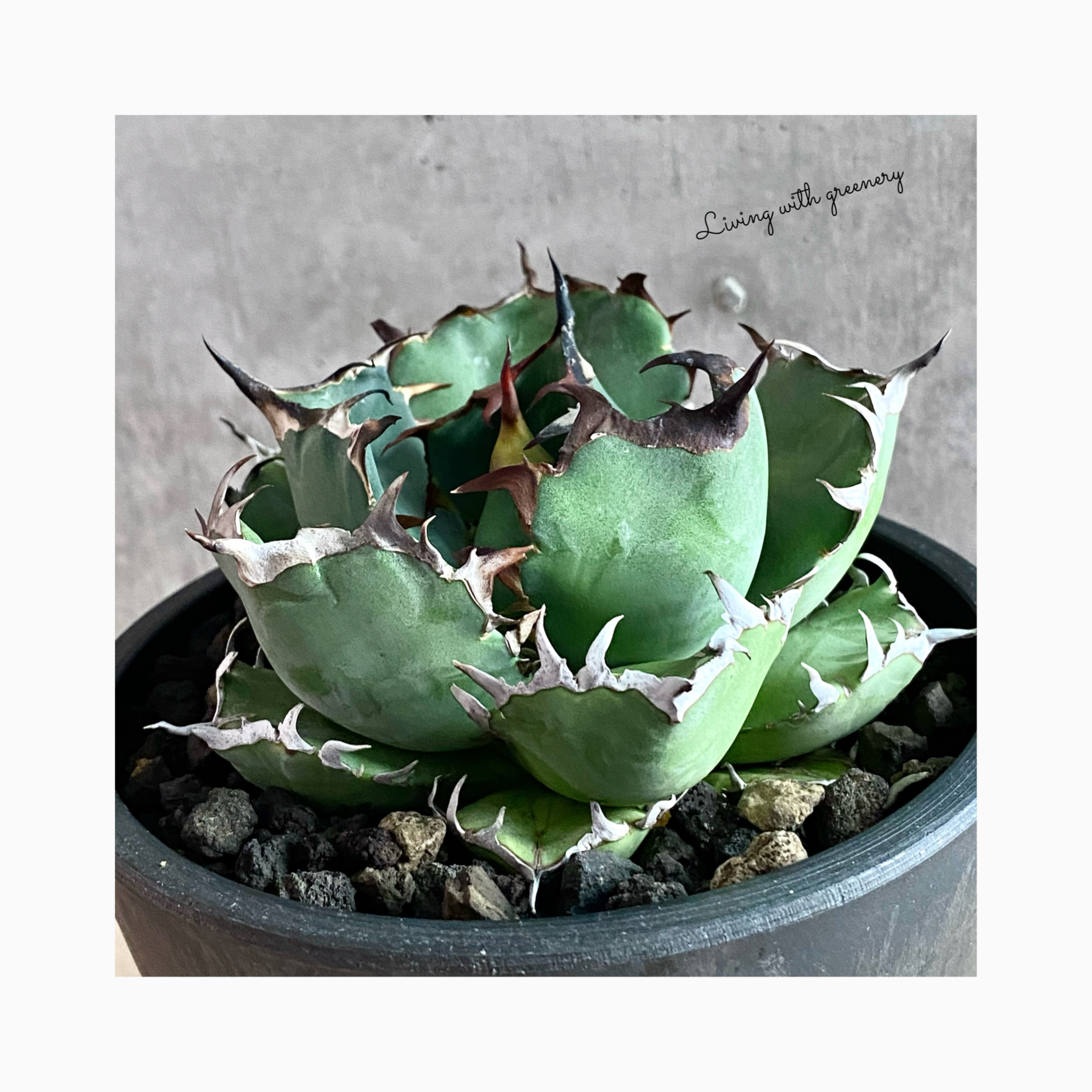 🌿plant photo update🌿