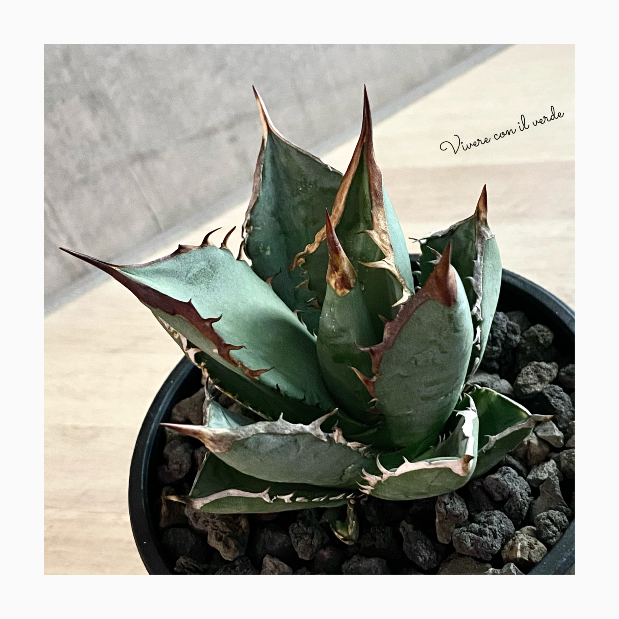 plant photo update🌿