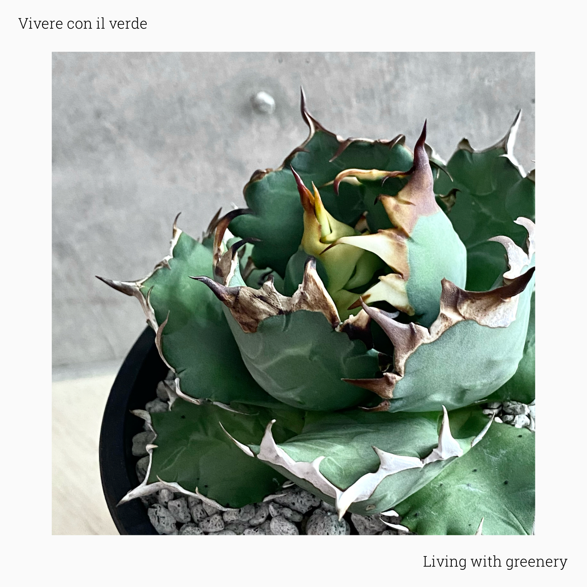 plant photo update🌿