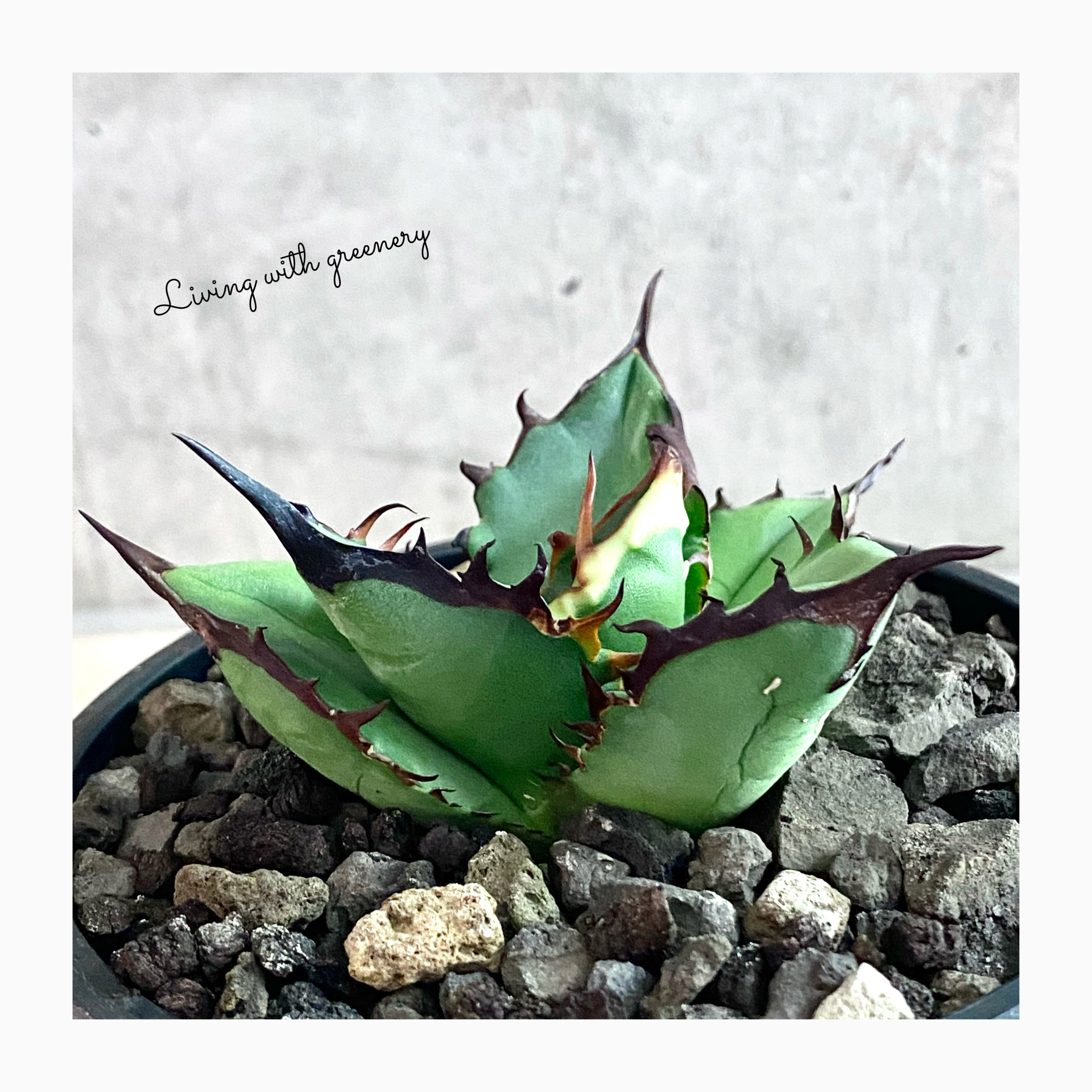 🌿plant photo update🌿