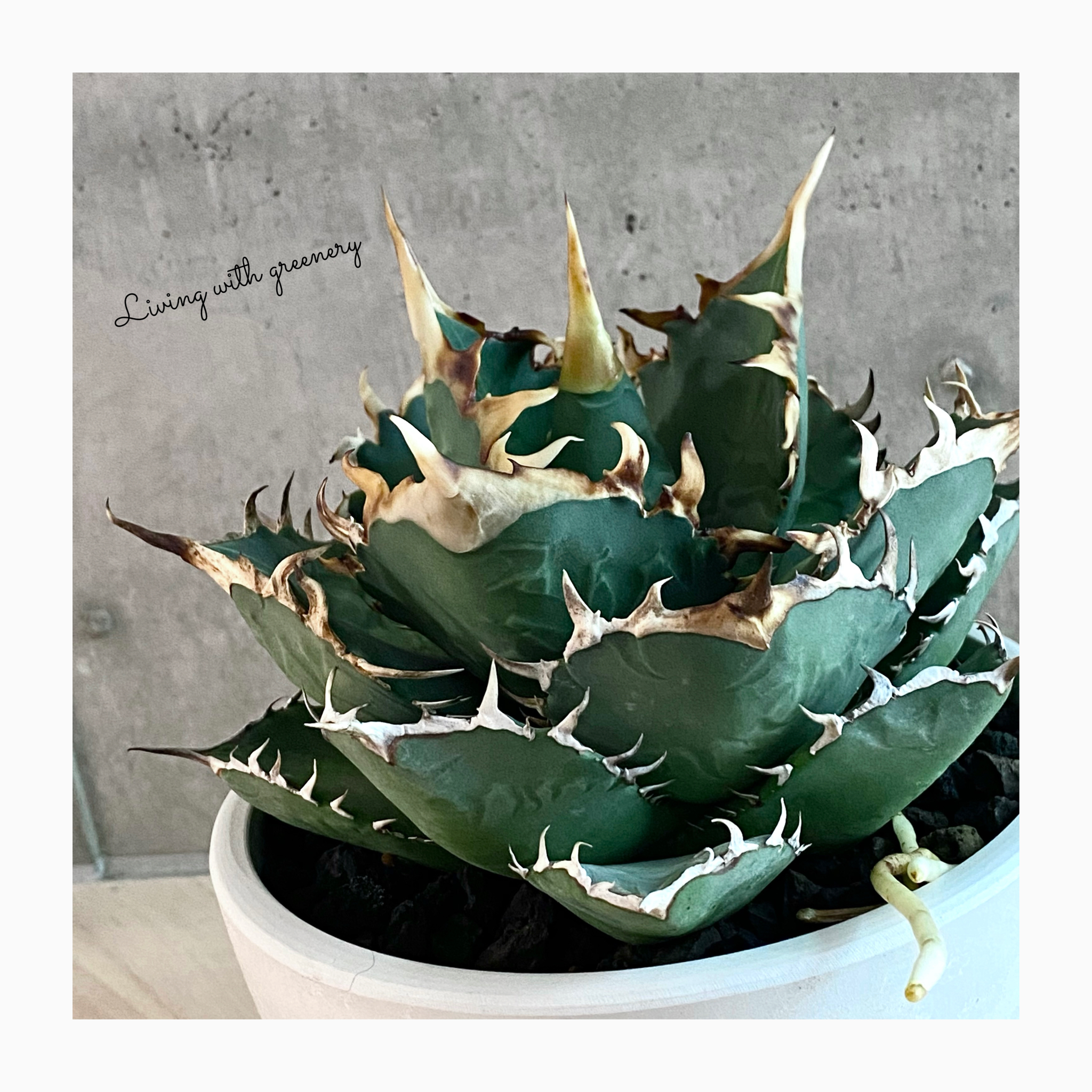 🌿plantsound photo update🌿