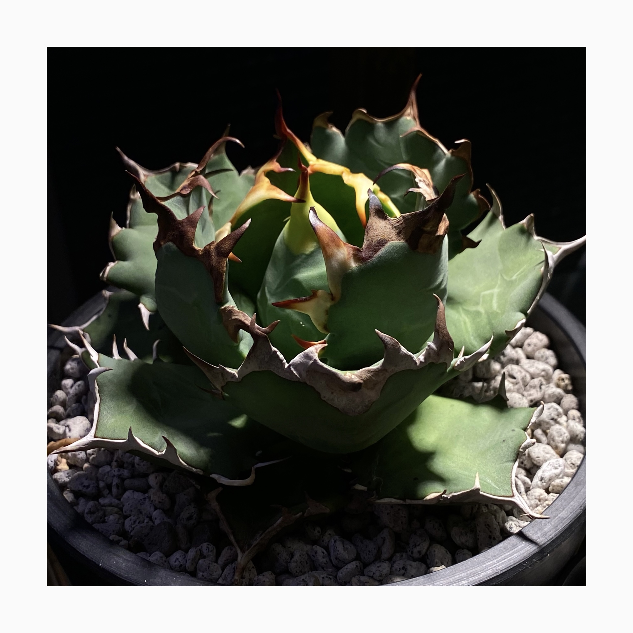 plant photo update🌿