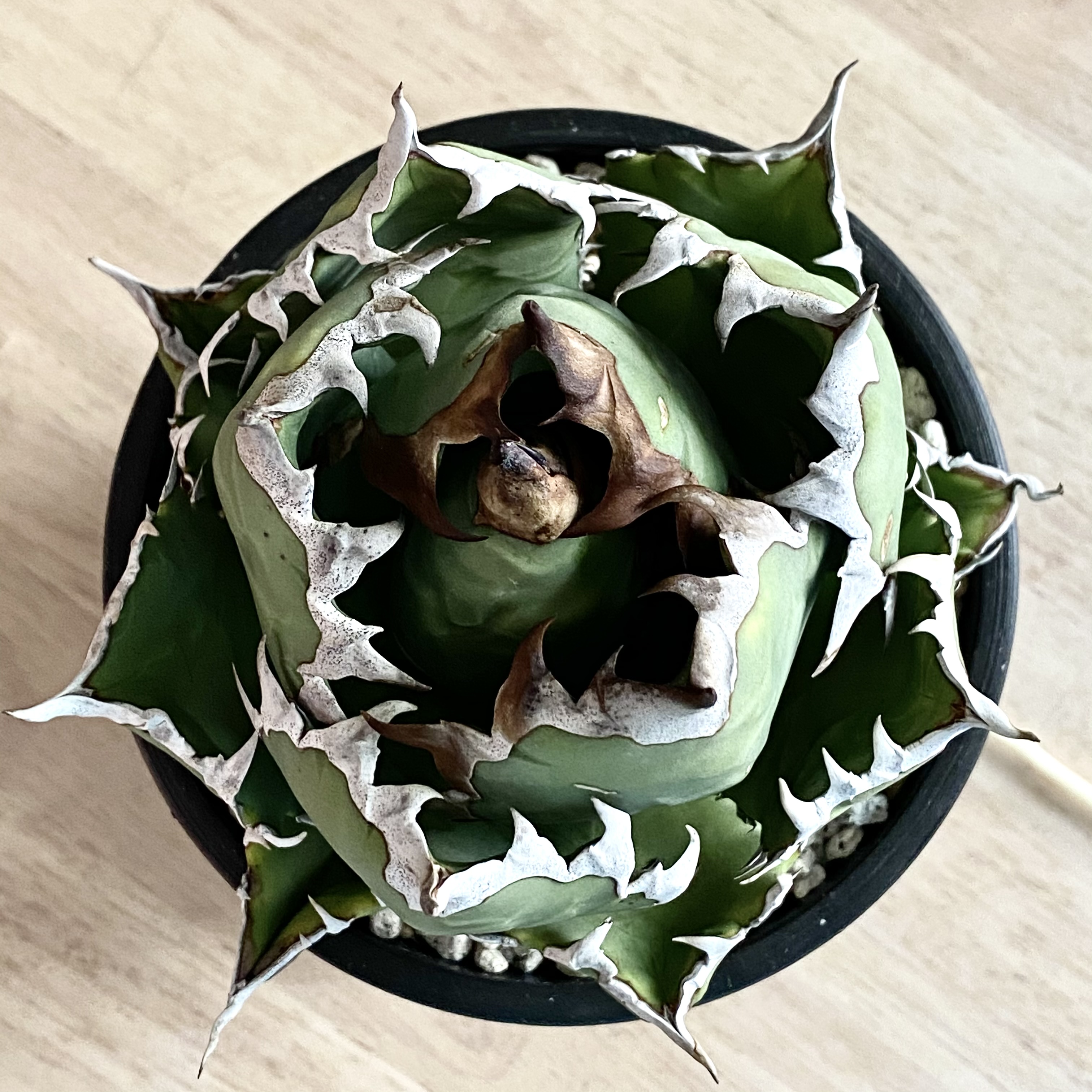 plant photo update🌿