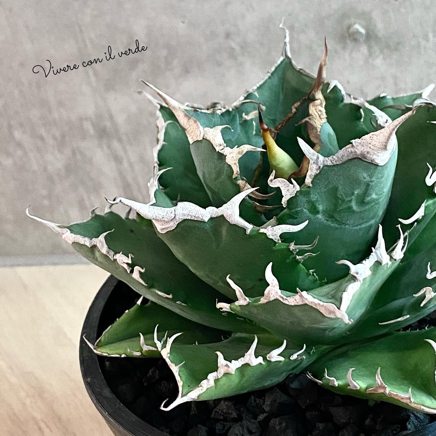 🌿plant photography🌿