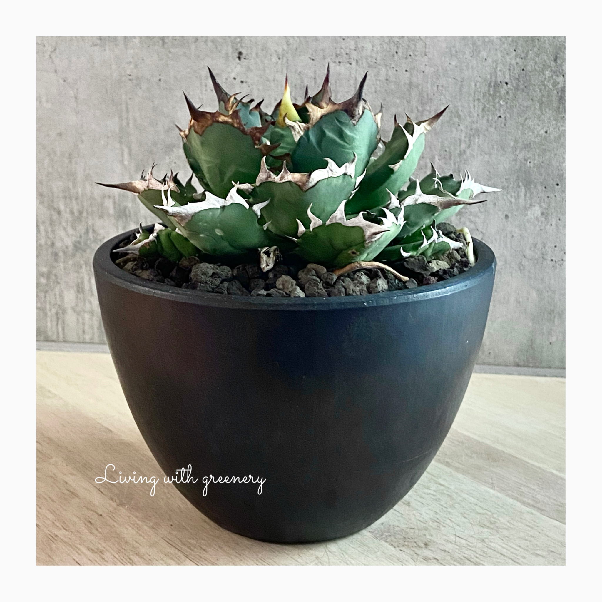 🌿plant photo update🌿