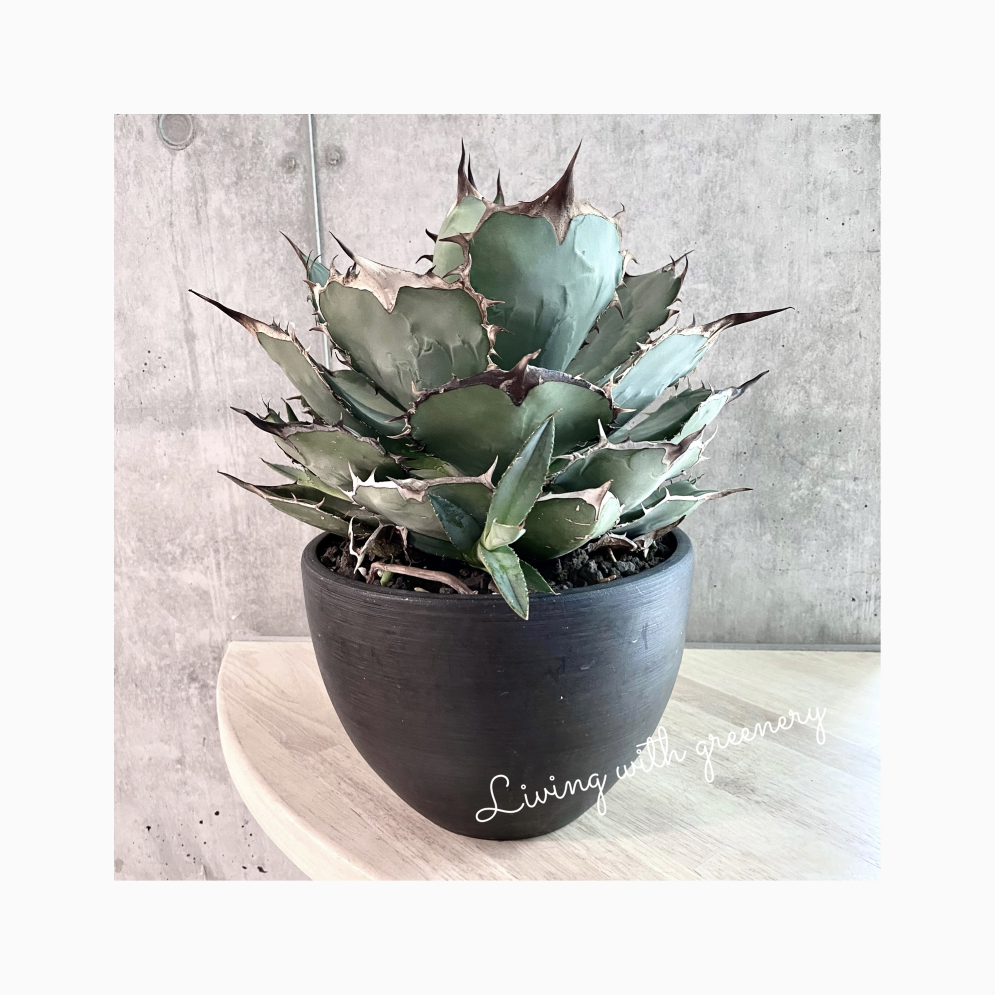 🌿plant photo update🌿