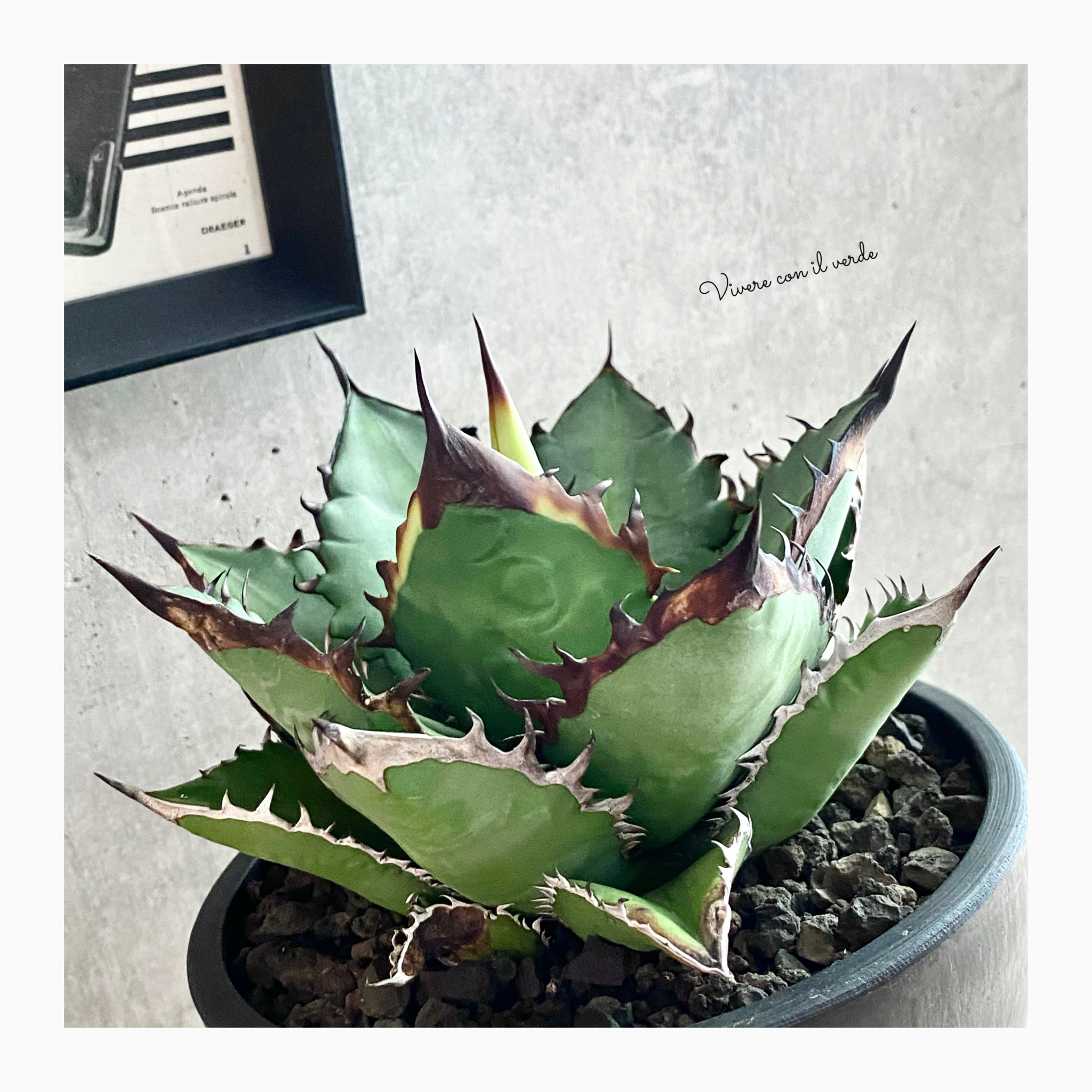 photo update plant🌿